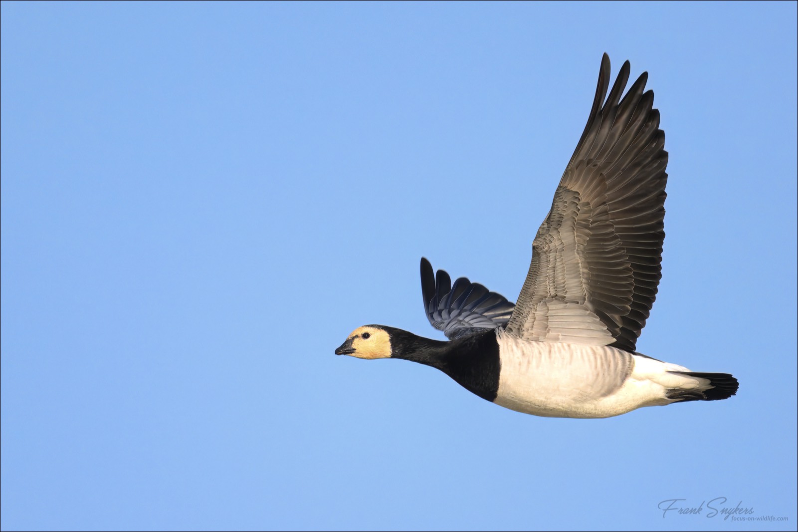 Barnacle Goose (Brandgans) - Uitkerkse Polders (Belgium) - 05/02/25