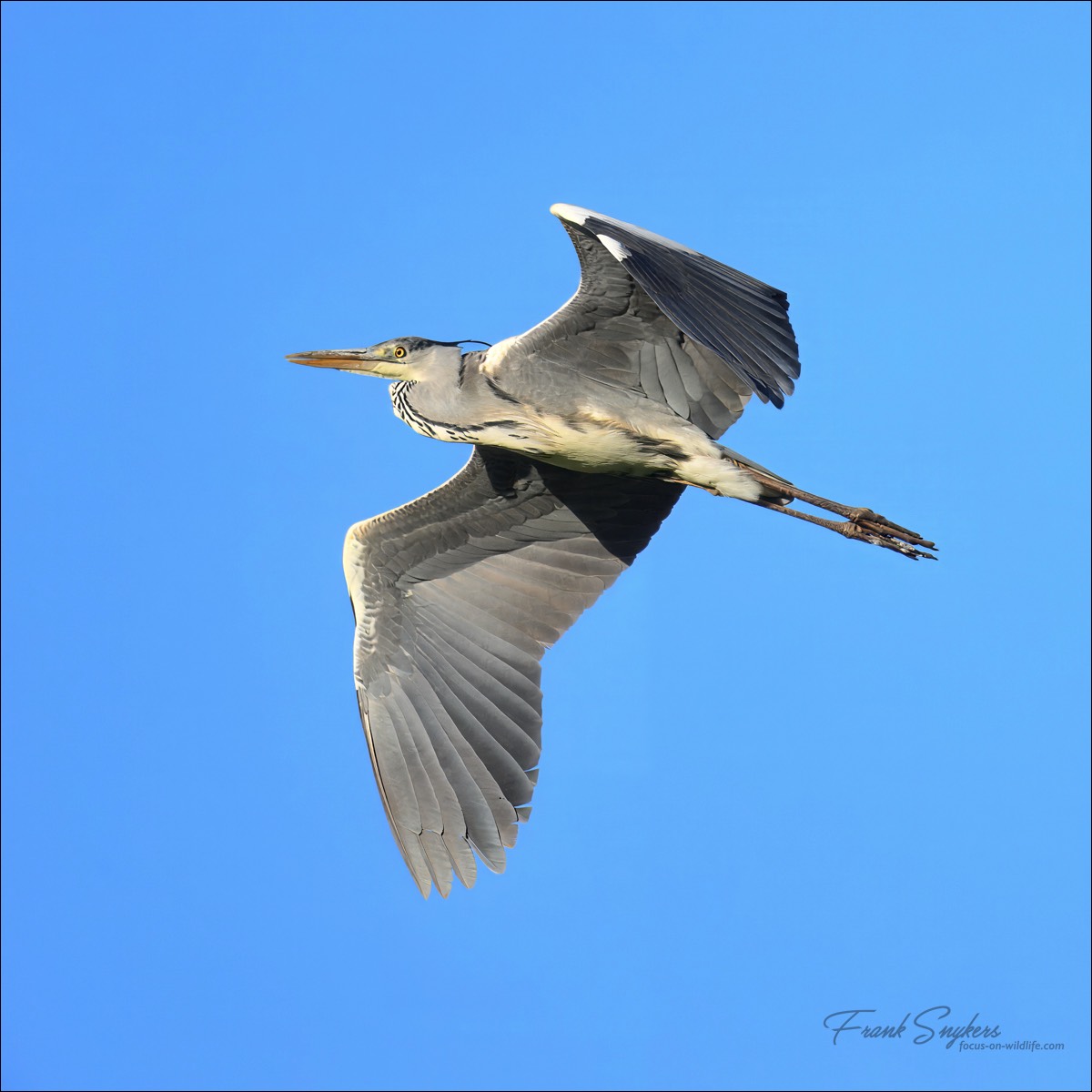 Grey Heron (Blauwe Reiger) - Uitkerkse Polders (Belgium) - 13/05/25