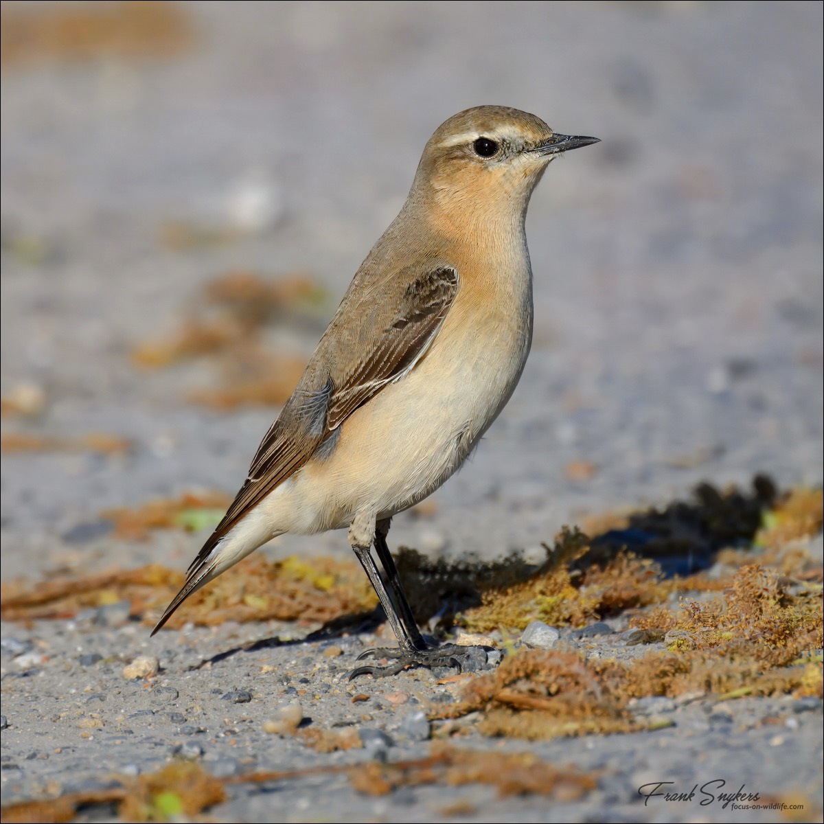 Northern Wheatear (Tapuit) - Uitkerkse Polders (Belgium) - 05/05/25
