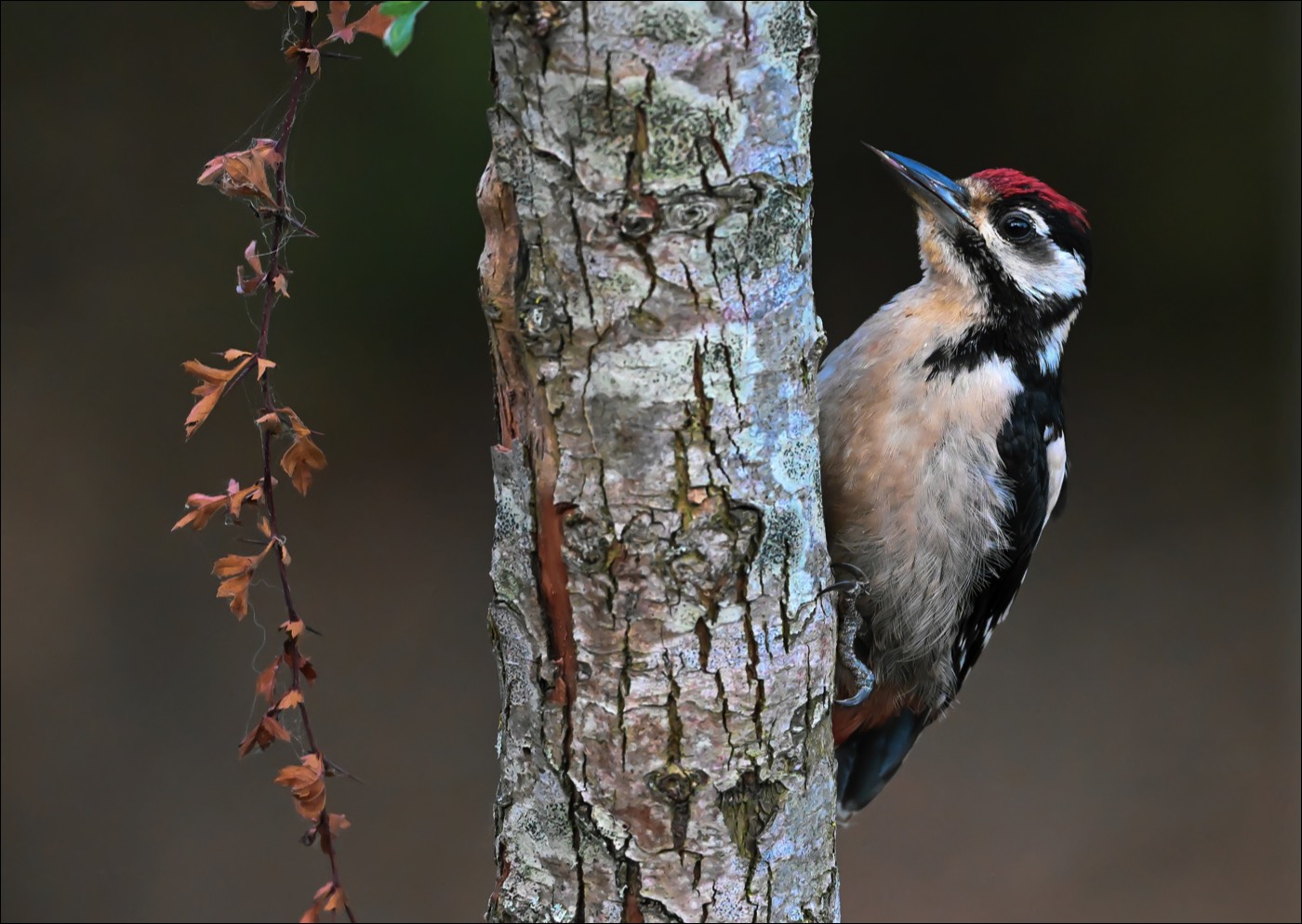 Great Spotted Woodpecker (Juv.)(Grote Bonte Specht) - Uitkerke (Belgium) - 16/07/22