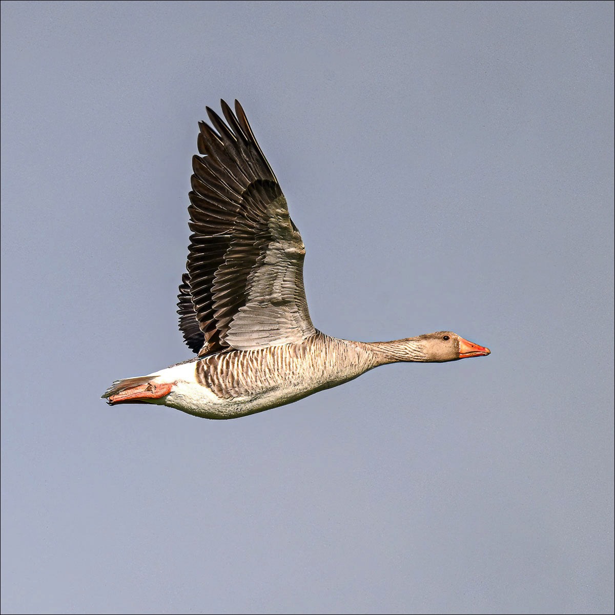 Greylag Goose (Grauwe Gans) - Uitkerkse Polders (Belgium) - 31/05/23