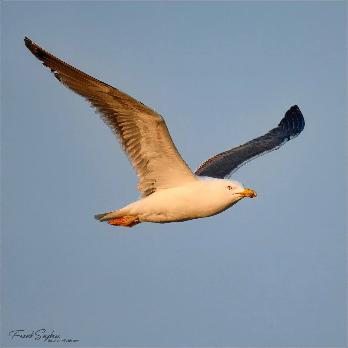 Great Black-backed Gull (Grote Mantelmeeuw) - Uitkerkse Polders (Belgium) - 26/04/25