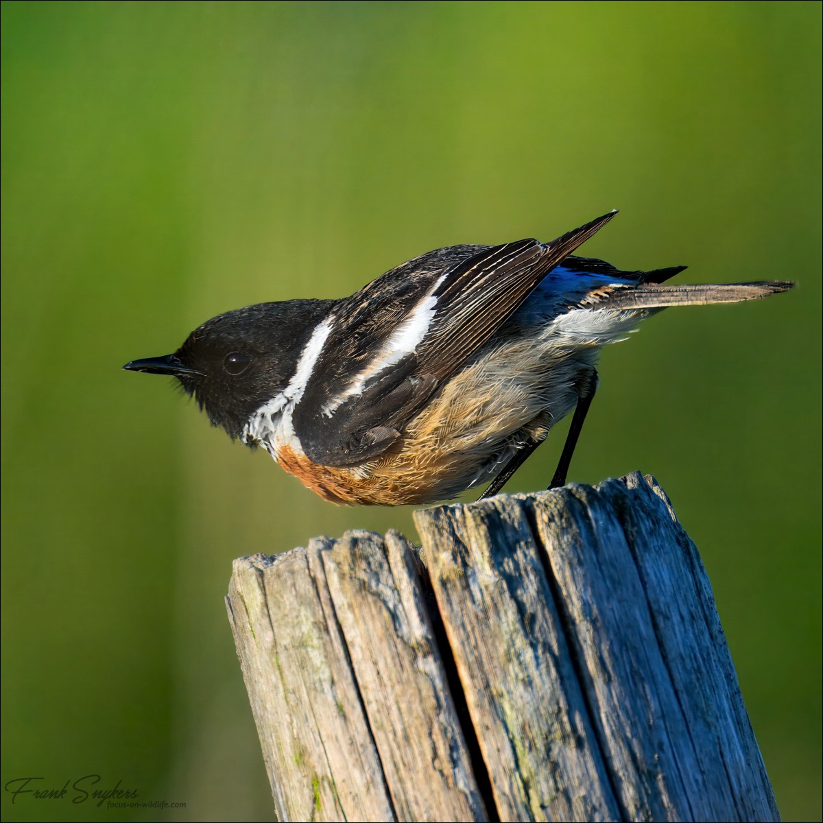 European Stonechat (Roodborsttapuit) - Uitkerkse Polders (Belgium) - 13/05/25