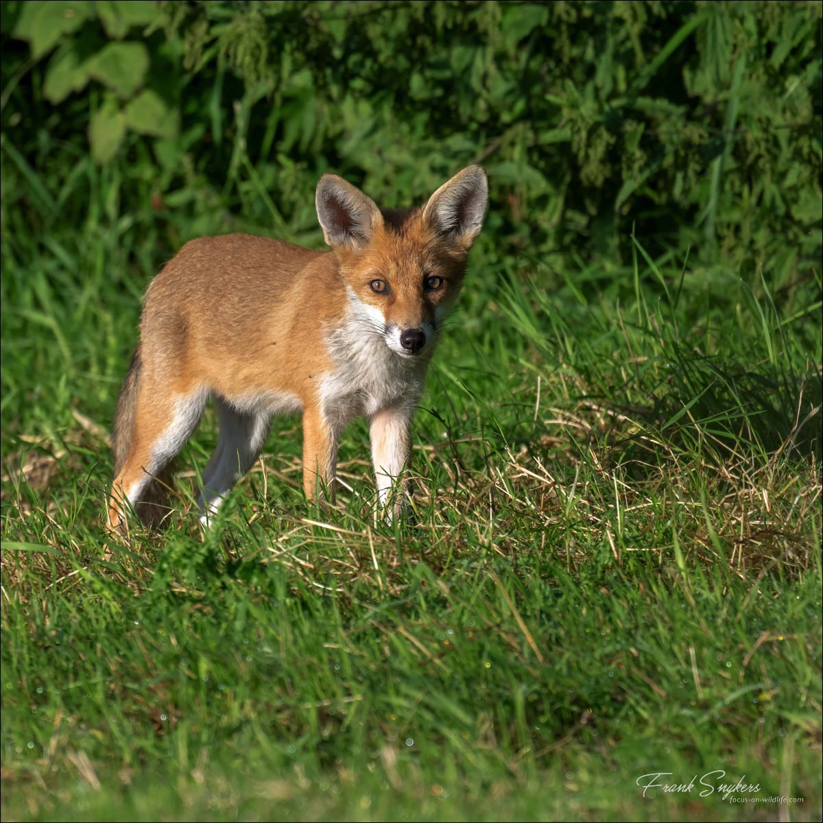 Red Fox (Vos) - Uitkerkse Polders (Belgium) - 08/07/24