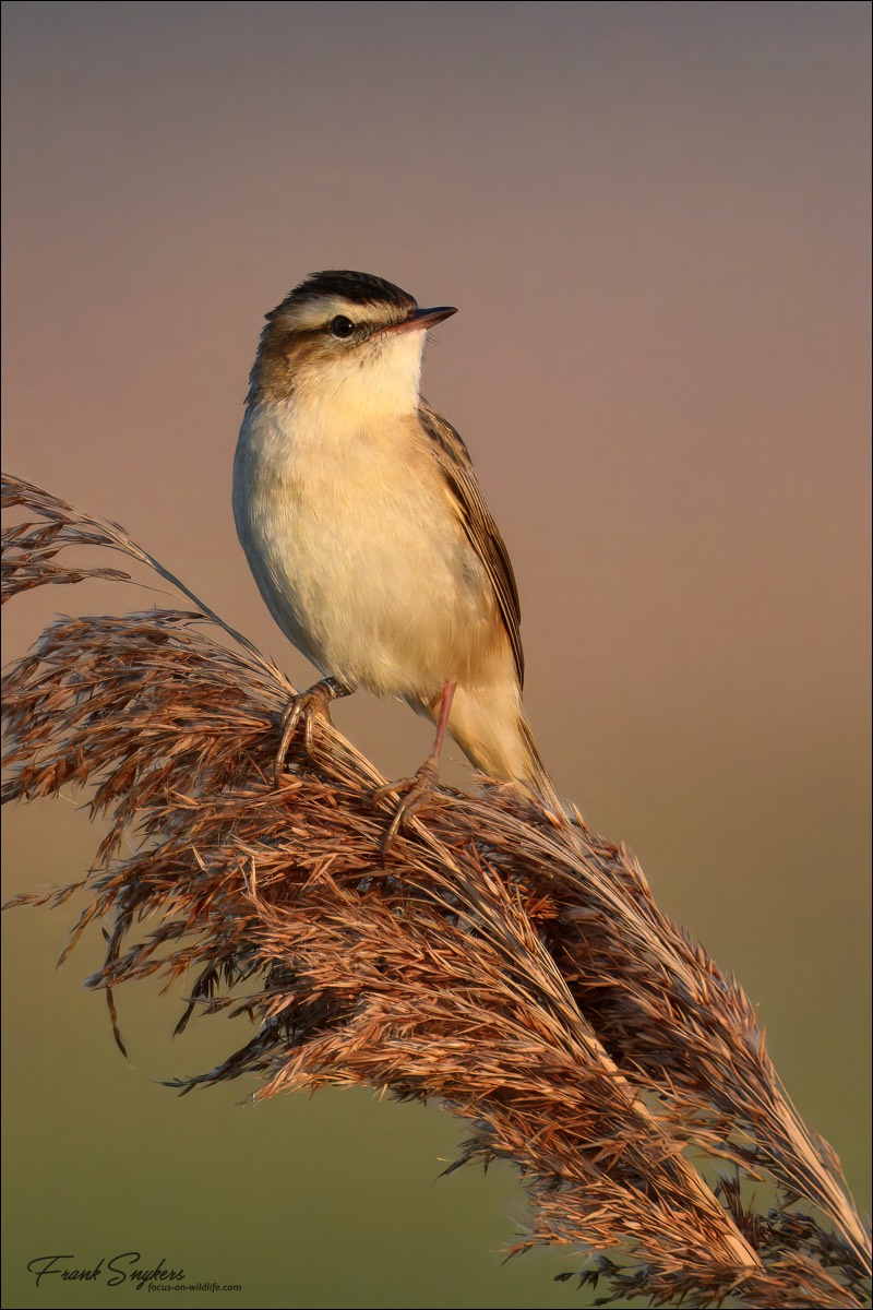 Sedge Warbler (Rietzaanger) - Uitkerkse Polders (Belgium) - 29/04/25
