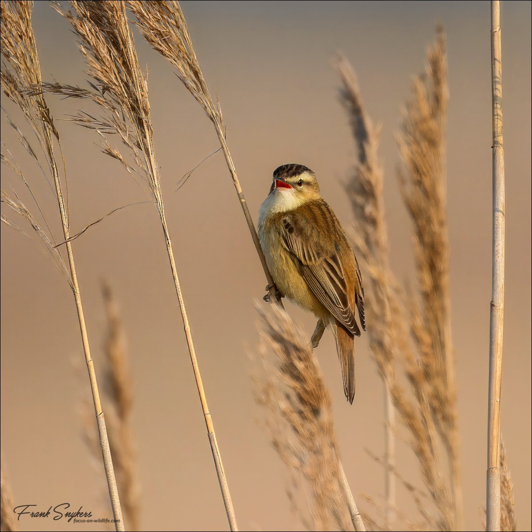 Sedge Warbler (Rietzanger) - Uitkerkse Polders (Belgium) - 26/04/25