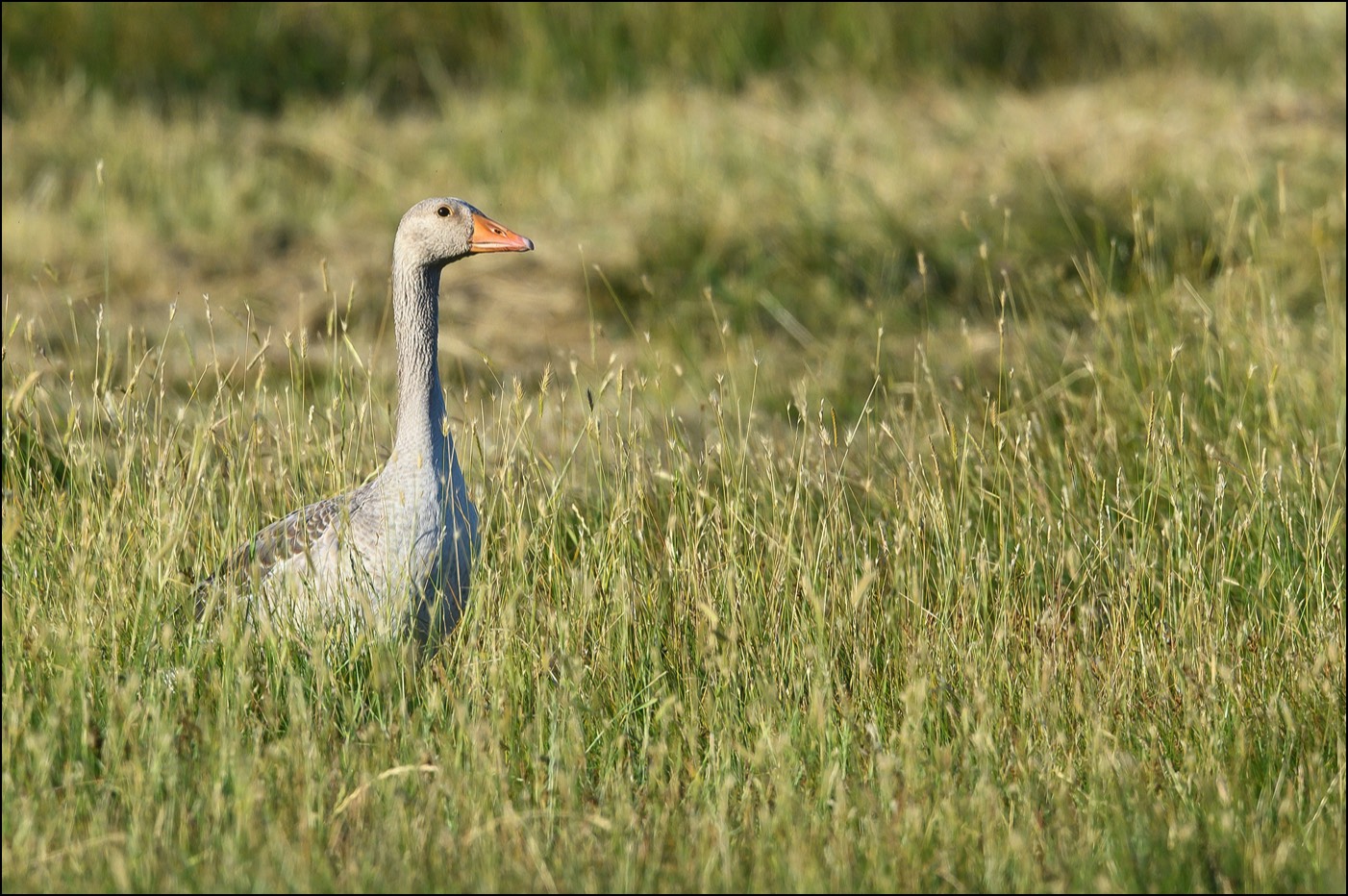 Greylag Goose (Grauwe Gans) - Uitkerkse polders (Belgium) - 04/07/22