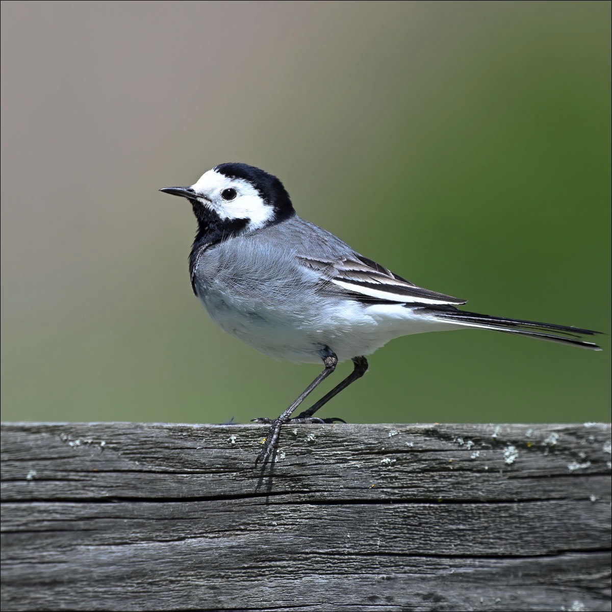 White Wagtail (Witte Kwikstaart) - Danube Delta (Romania) - 07/05/23