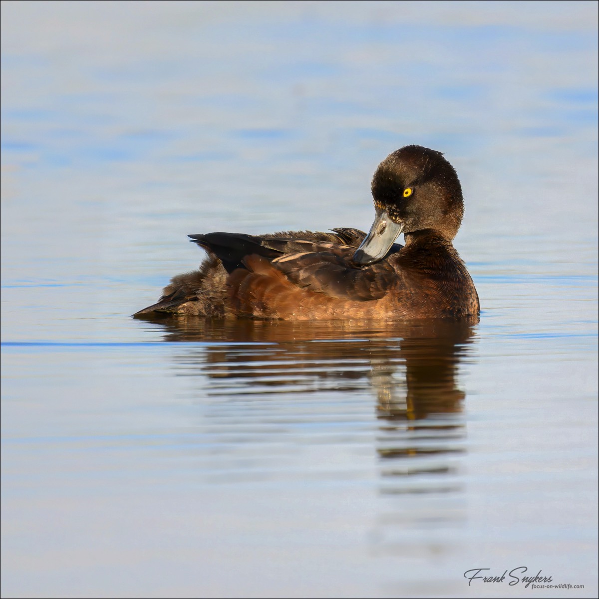 Tufted Duck (Kuifeend) - Uitkerkse Polders (Belgium) - 03/05/25