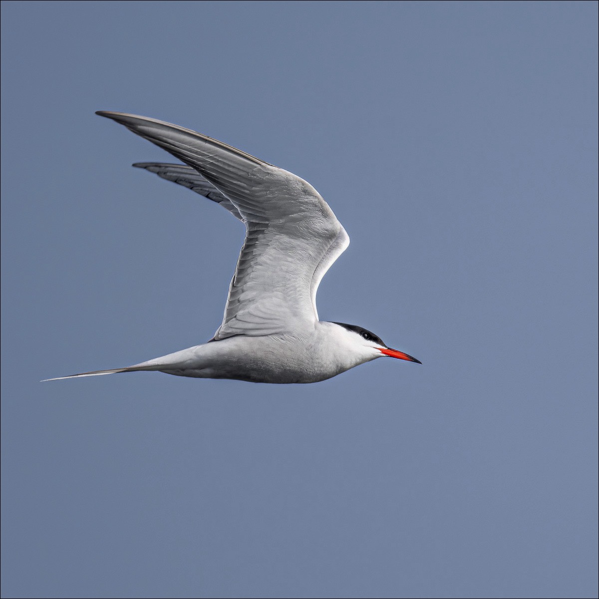 Common Tern (Visdiefje) - Danube Delta (Romania) - 10/05/23