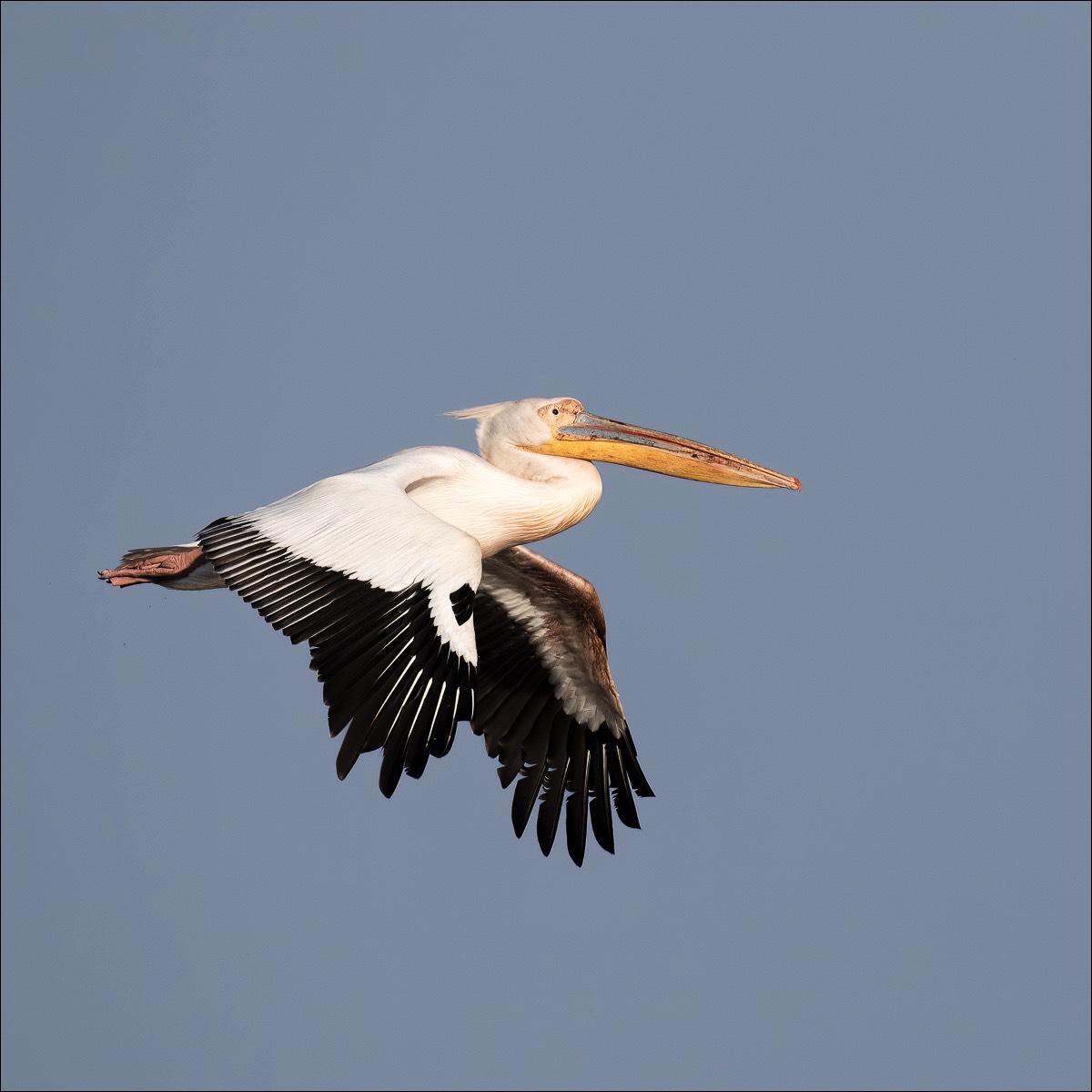 Great White Pelican (Roze Pelikaan) - Danube Delta (Romania) - 10/05/23
