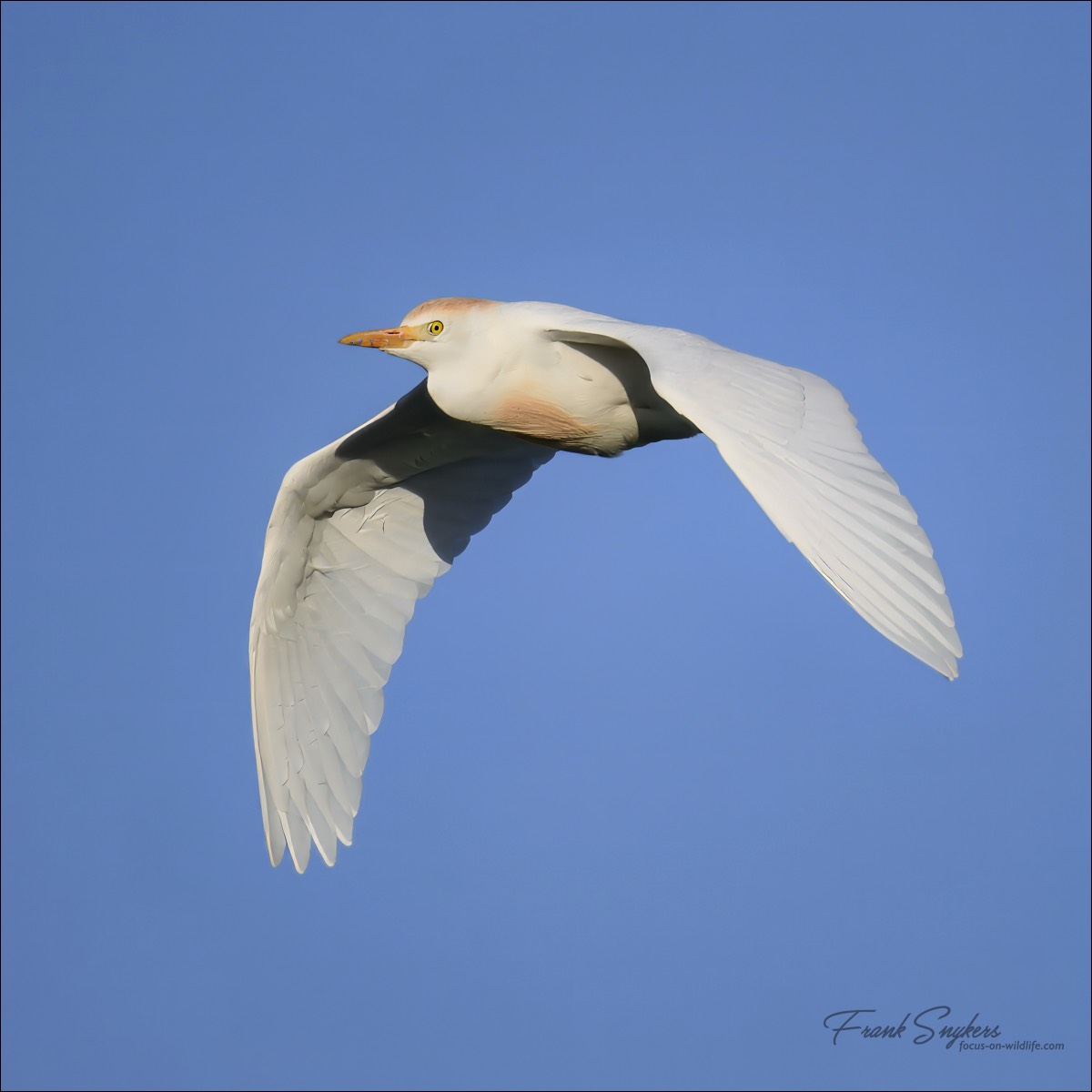 Western Cattle Egret (Koereiger) - Uitkerkse Polders (Belgium) - 10/05/25