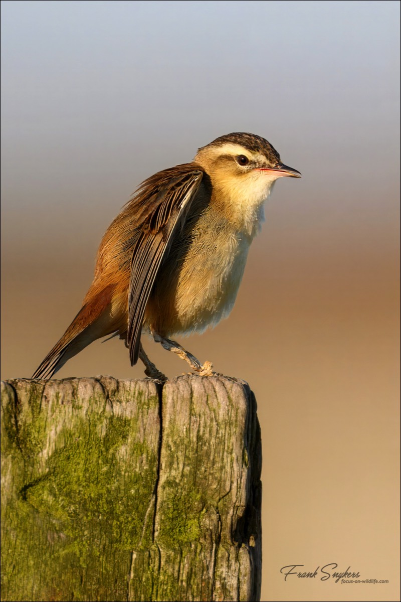 Sedge Warbler (Rietzanger) - Uitkerkse Polders (Belgium) - 10/05/25