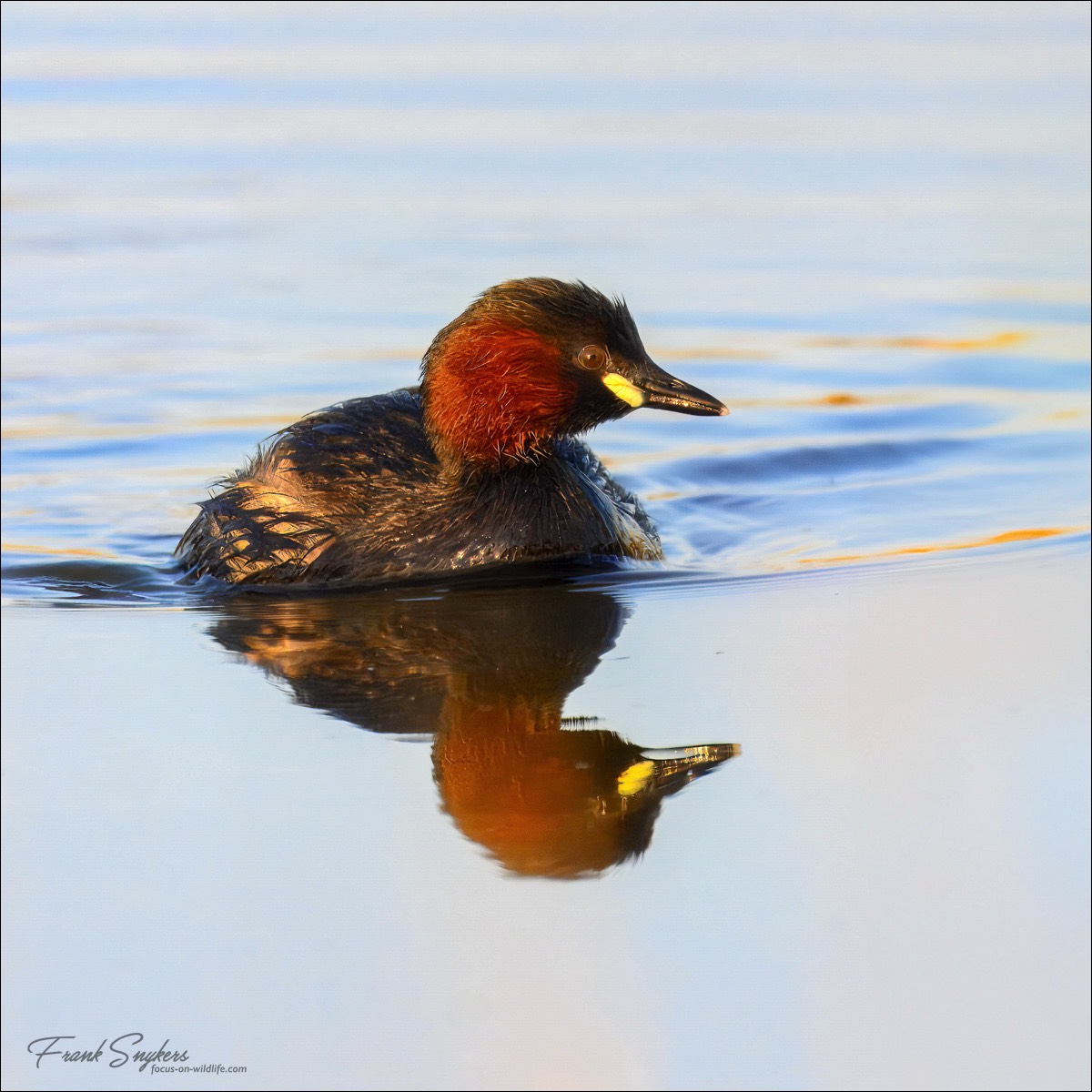 Little Grebe (Dodaars) - Uitkerkse Polders (Belgium) - 08/05/25