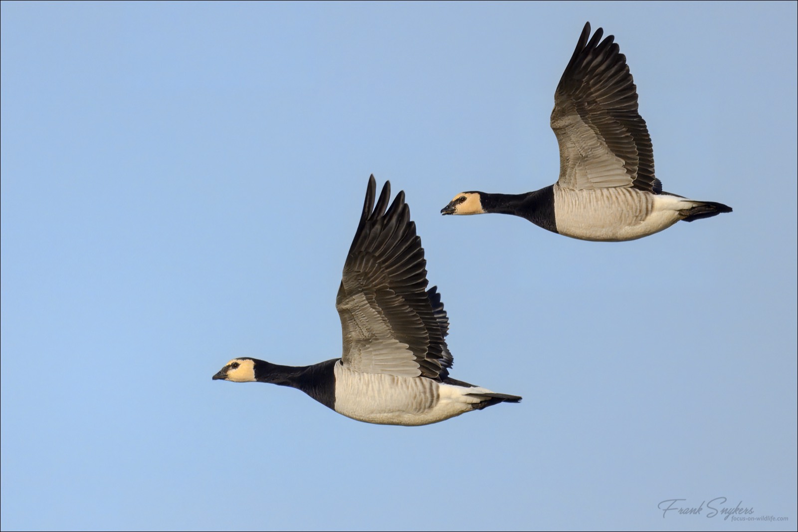 Barnacle Goose (Brandgans) - Uitkerkse Polders (Belgium) - 05/02/25