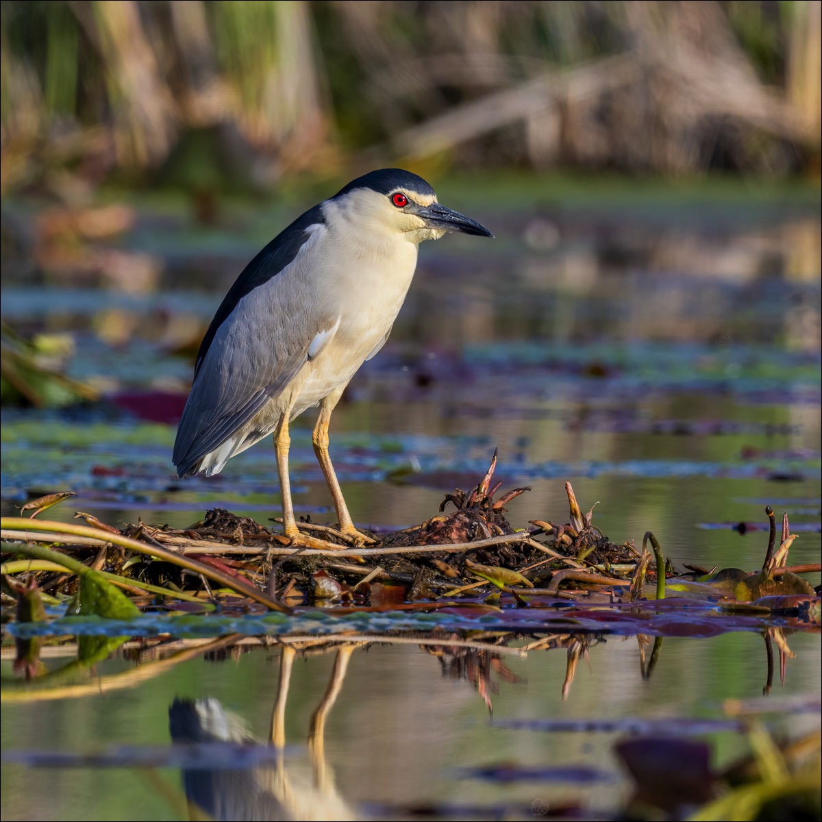 Night Heron (Kwak) ) Danube Delta (Romania) - 10/05/23