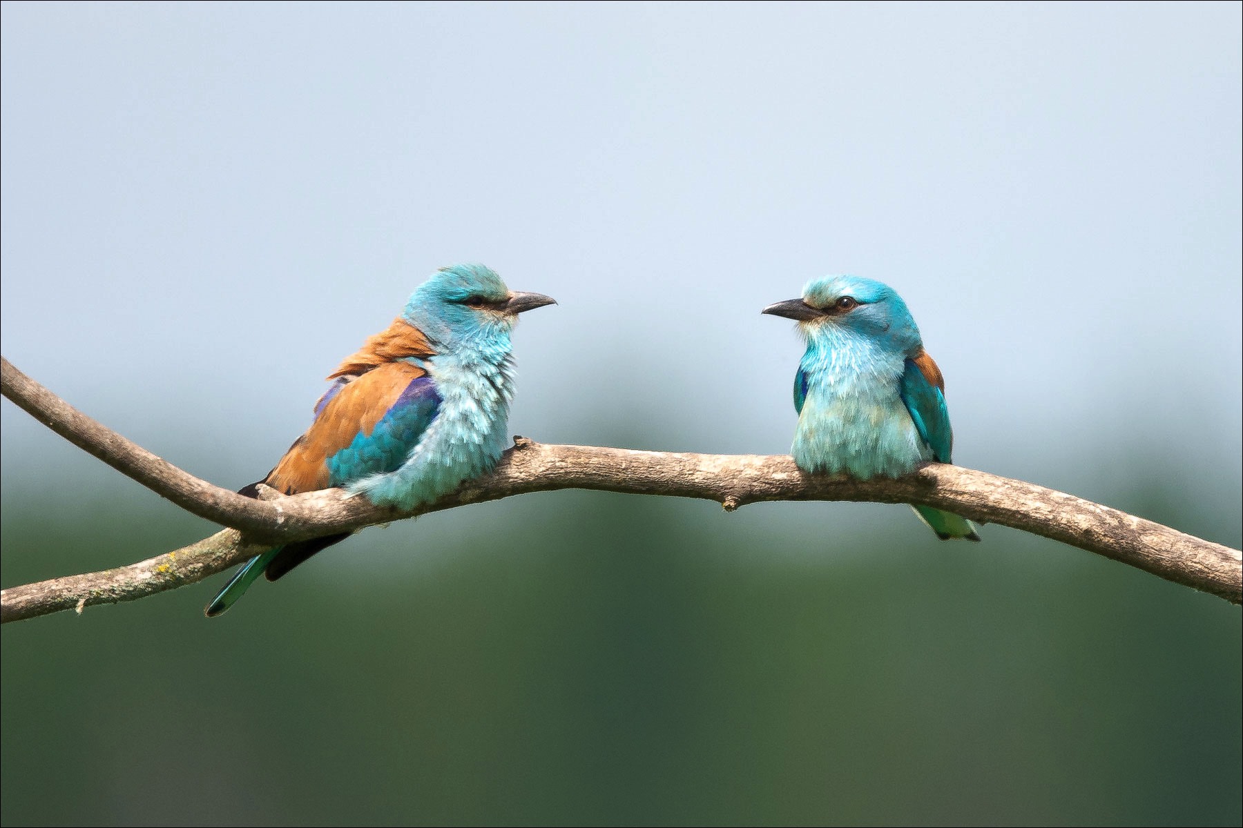 European Roller (Scharrelaar) - Danube Delta (Romania) - 08/05/23