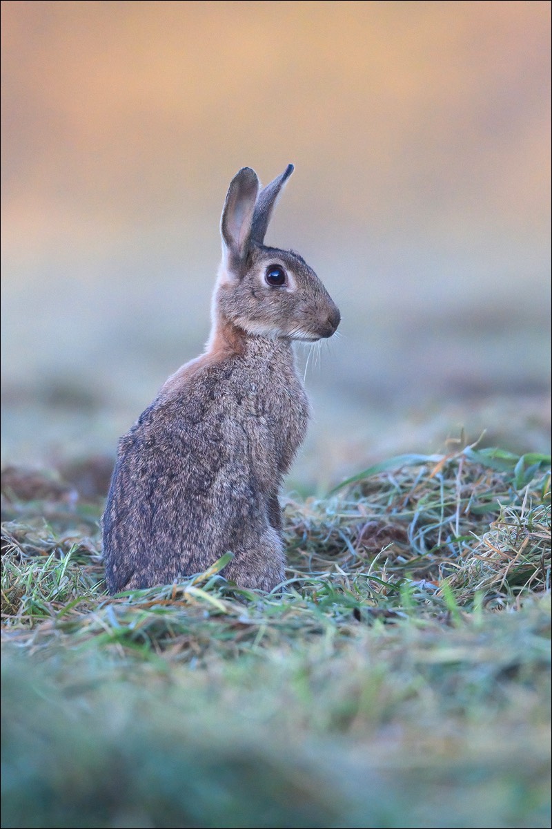 European Rabbit (Europees Konijn) - Uitkerke (Belgium) - 20/09/21
