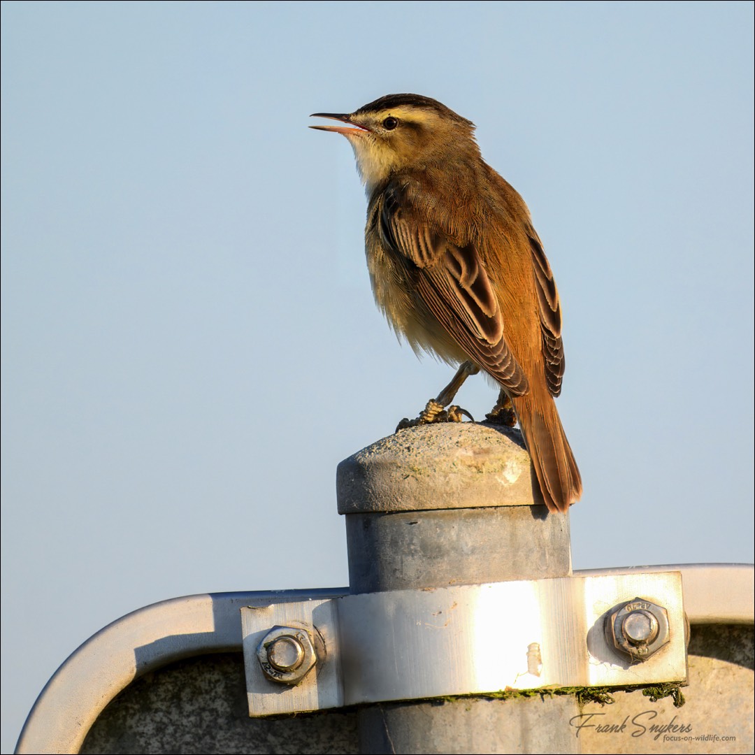 Sedge Warbler (Rietzanger) - Uitkerkse Polders (Belgium) - 13/05/25