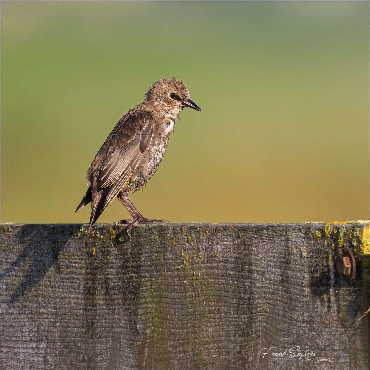 Common Starling (Spreeuw) - Uitkerkse Polders (Belgium) - 09/07/24