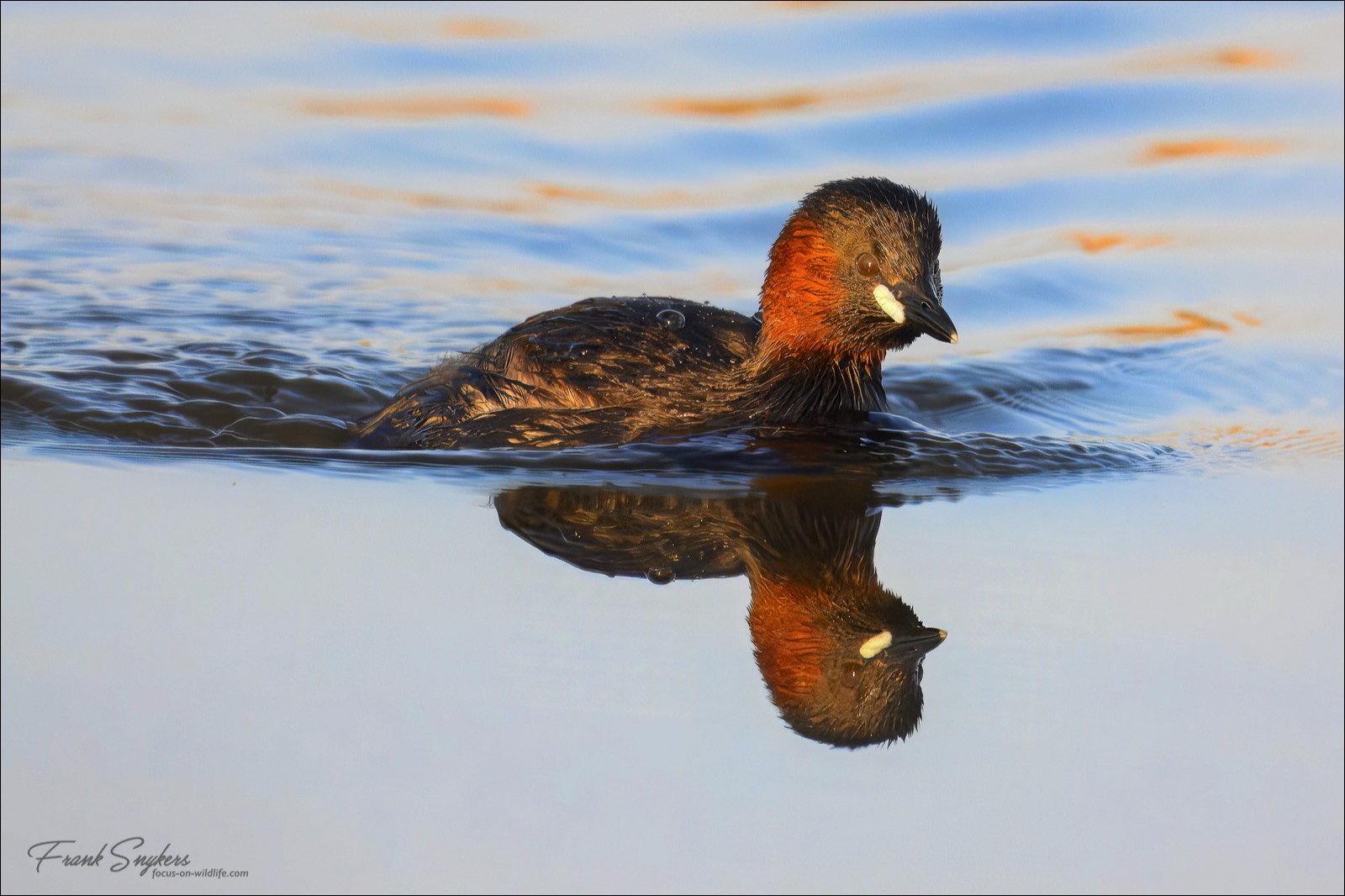 Little Grebe (Dodaars) - Uitkerkse Polders (Belgium) - 08/05/25