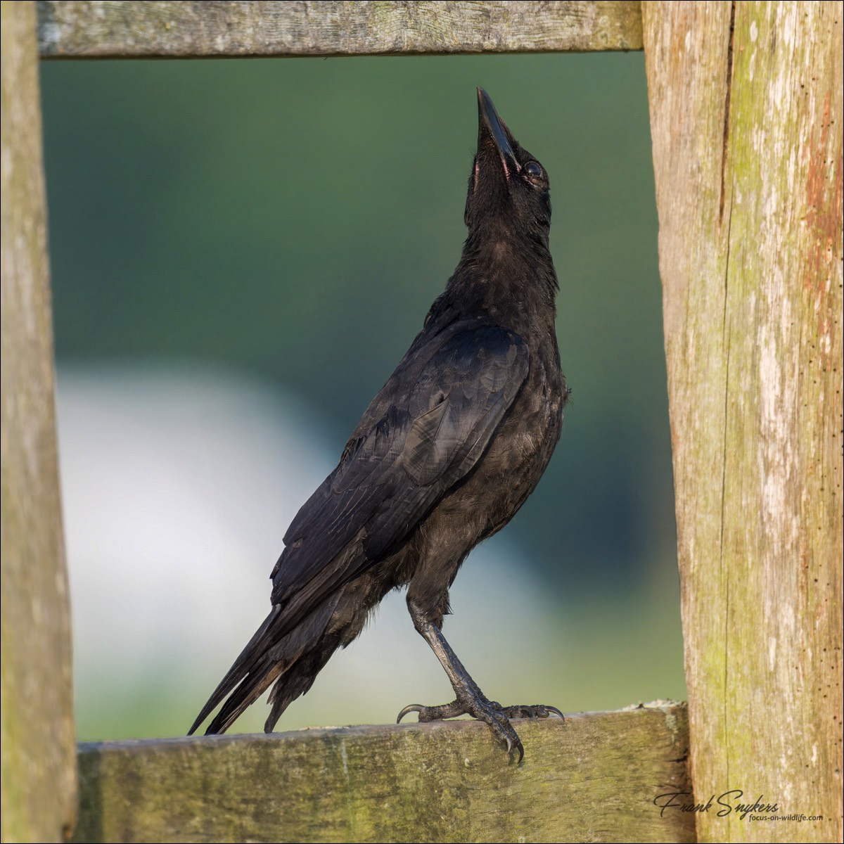 Carrion Crow (Zwarte Kraai) - Uitkerkse Polders (Belgium) - 20/07/24