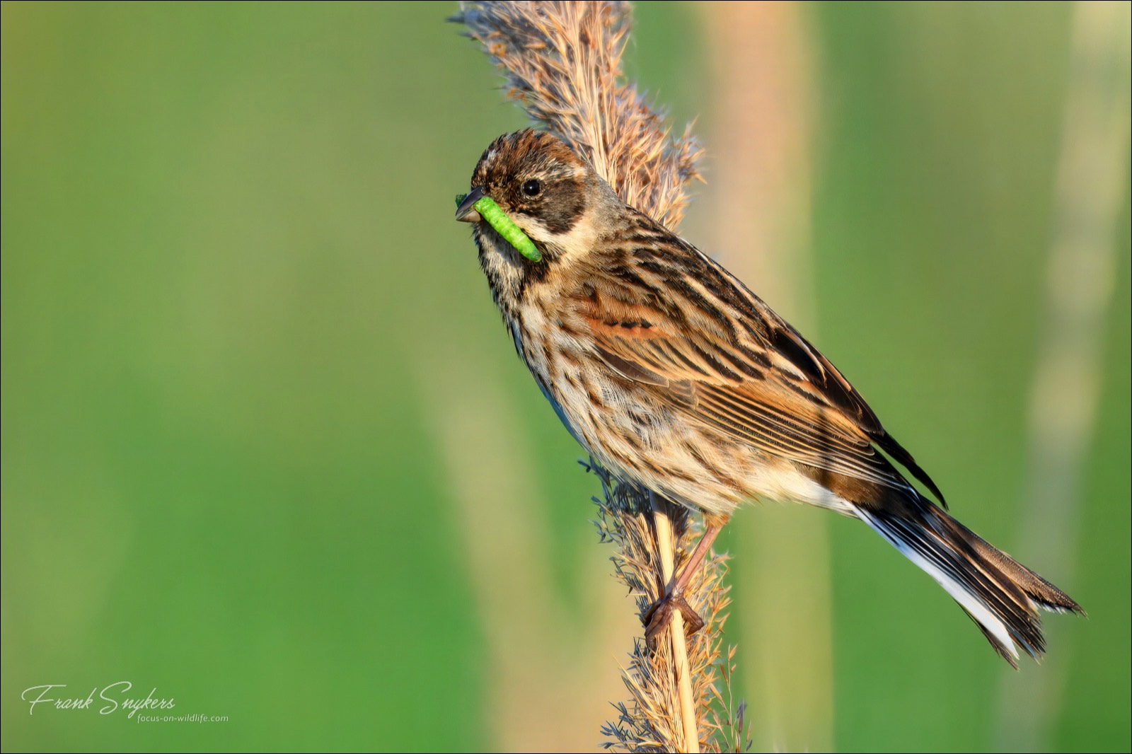 Common Reed Bunting (Rietgors) - Uitkerkse Polders (Belgium) - 12/05/25