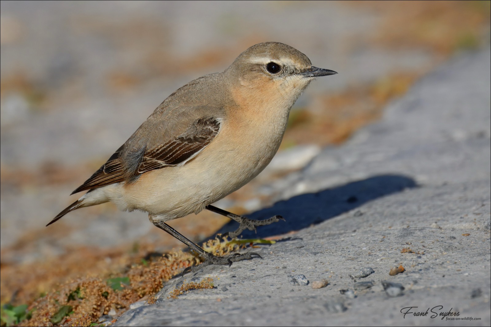 Northern Wheatear (Tapuit) - Uitkerkse Polders (Belgium) - 05/05/25
