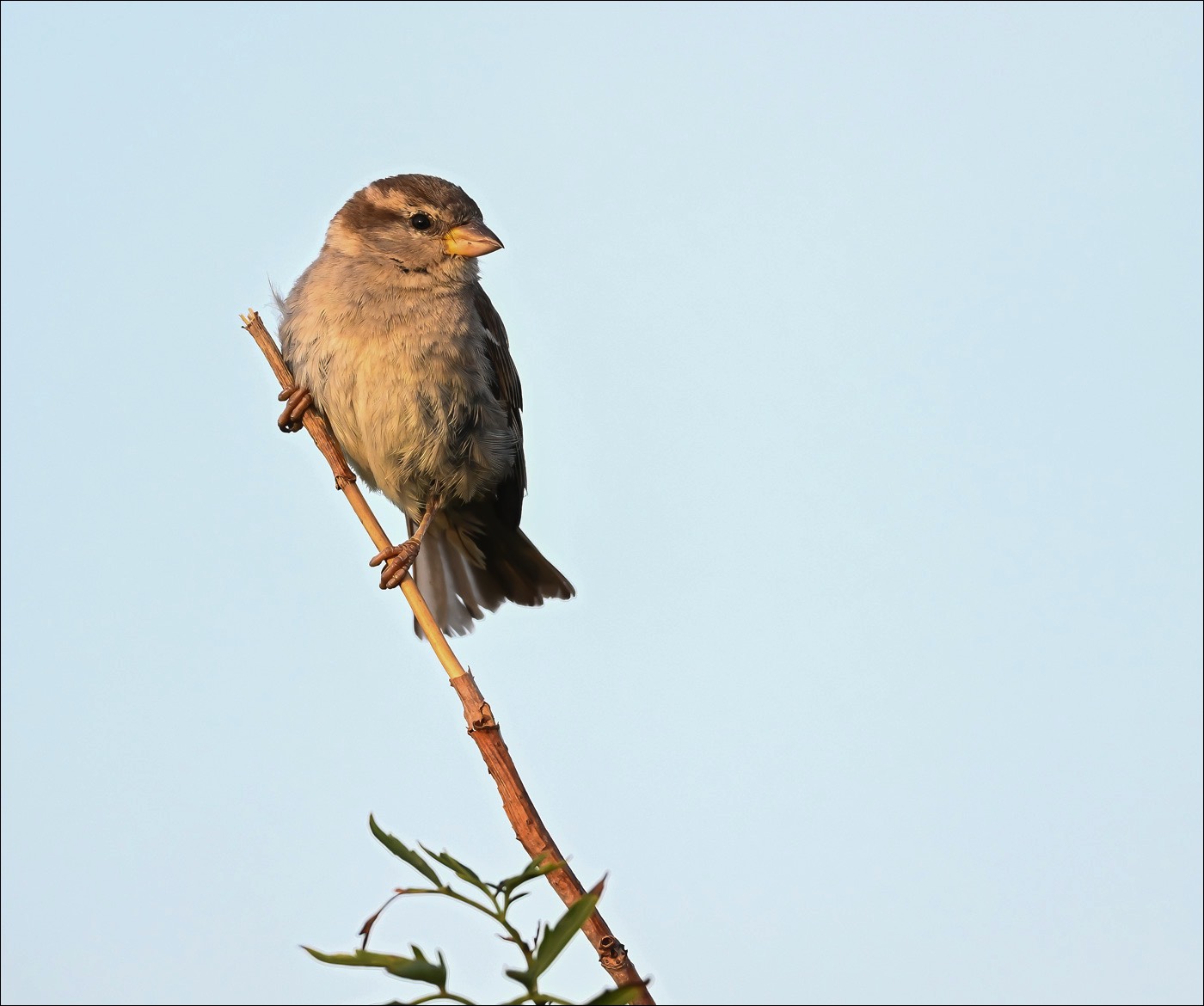 House Sparrow (Huismus) - uitkerkse Polders (Belgiuim) - 03/08/22