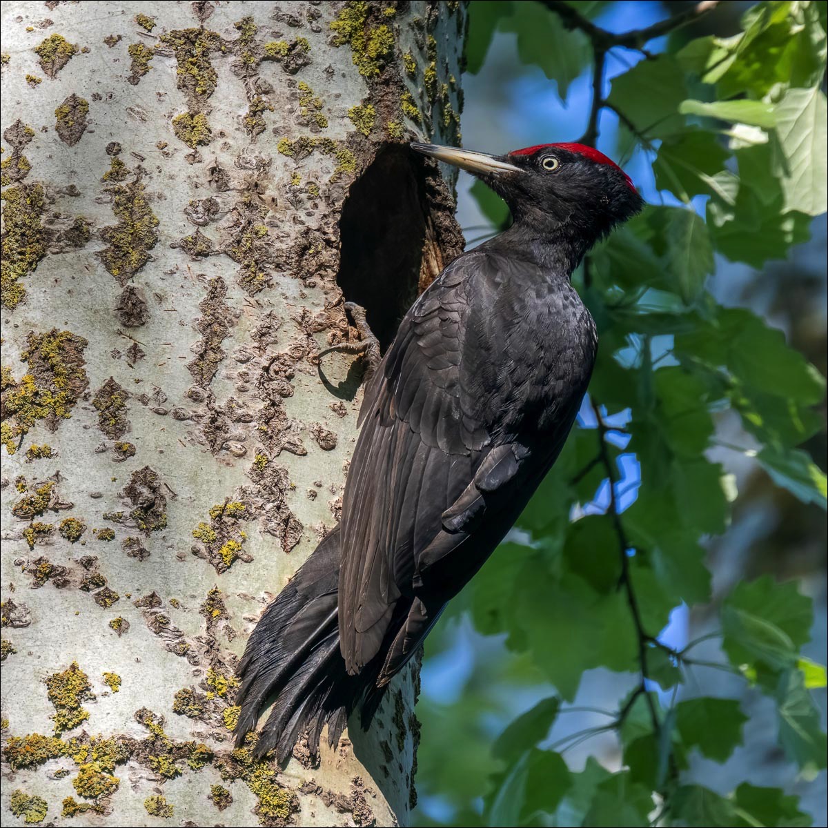 Black Woodpecker (Zwarte Specht) - Danube Delta (Romania) - 11/05/23