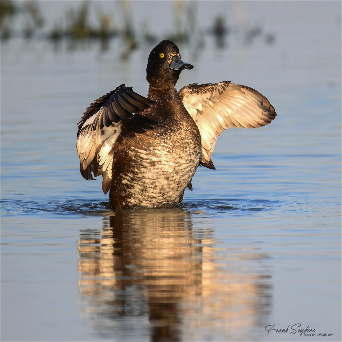 Tufted Duck (Kuifeend) - Uitkerkse Polders (Belgium) - 03/05/25
