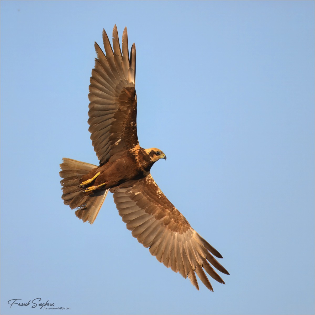 Western Marsh Harrier (Bruine Kiekendief) - Uitkerkse Polders (Belgium) - 30/04/25
