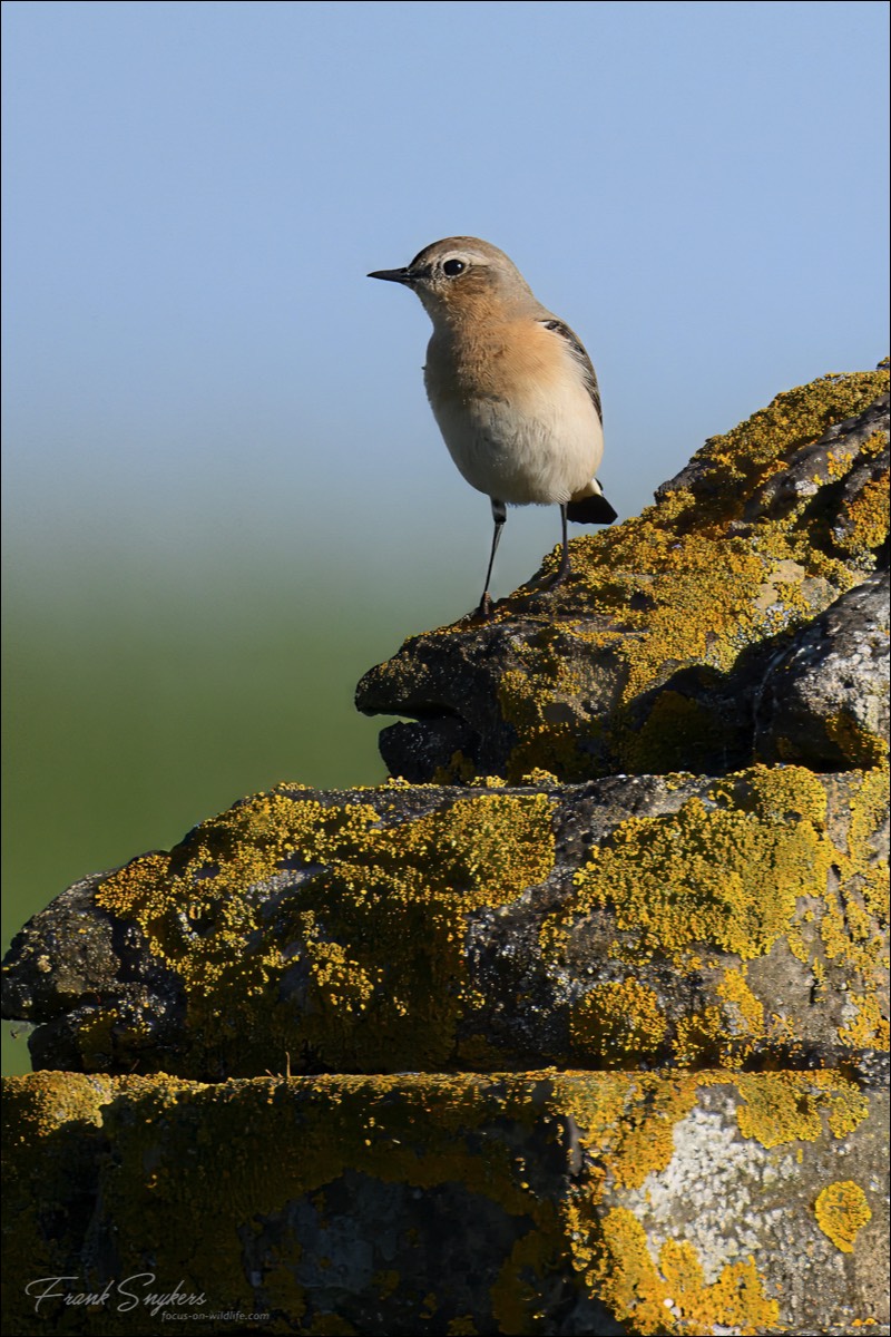 Northern Wheatear (Tapuit) - Uitkerkse Polders (Belgium) - 12/05/25