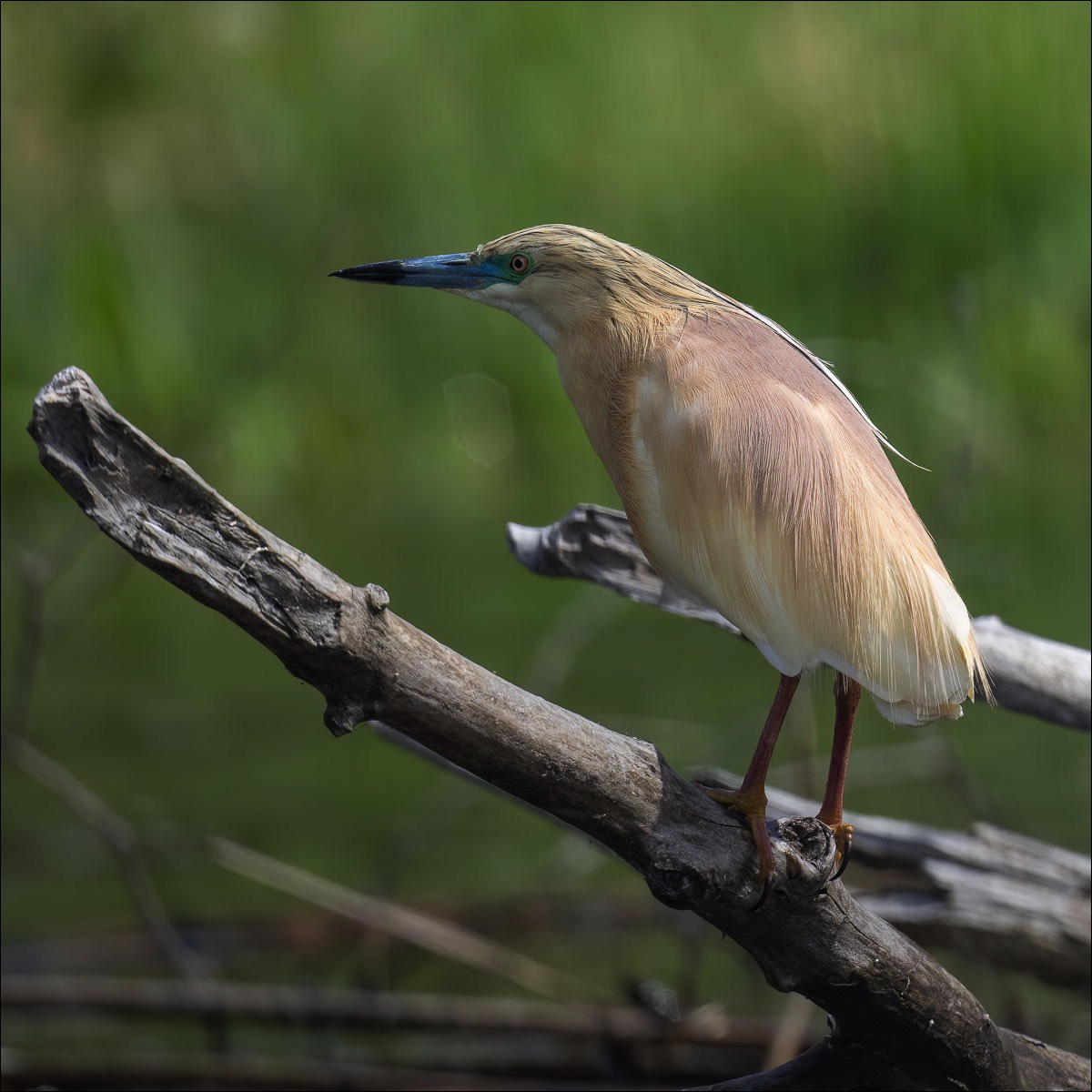 Squacco Heron (Ralreiger) - Danube Delta (Romania) - 11/05/23