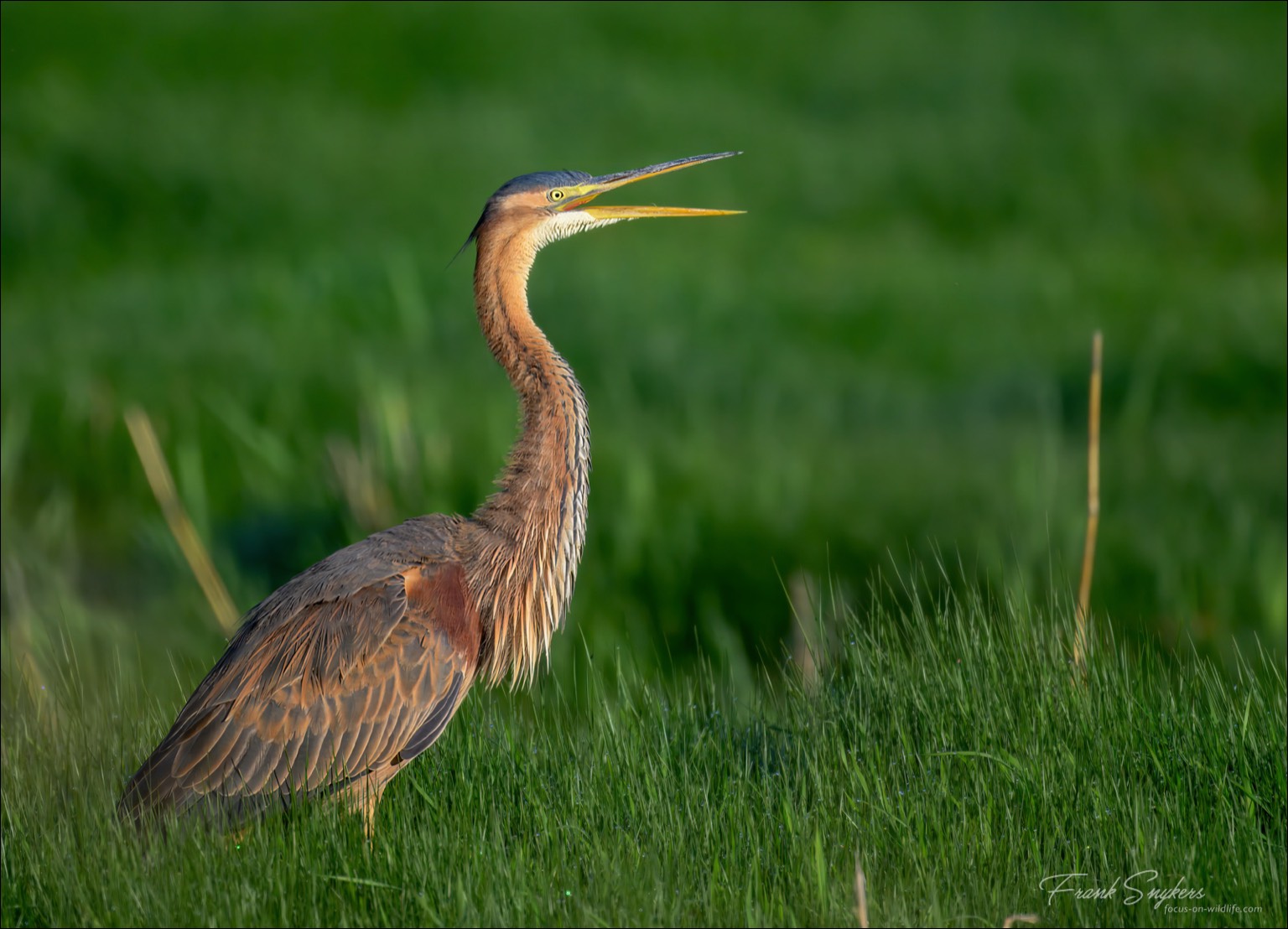 Purple Heron (Purperreiger) - Uitkerkse Polders (Belgium) - 30/04/25
