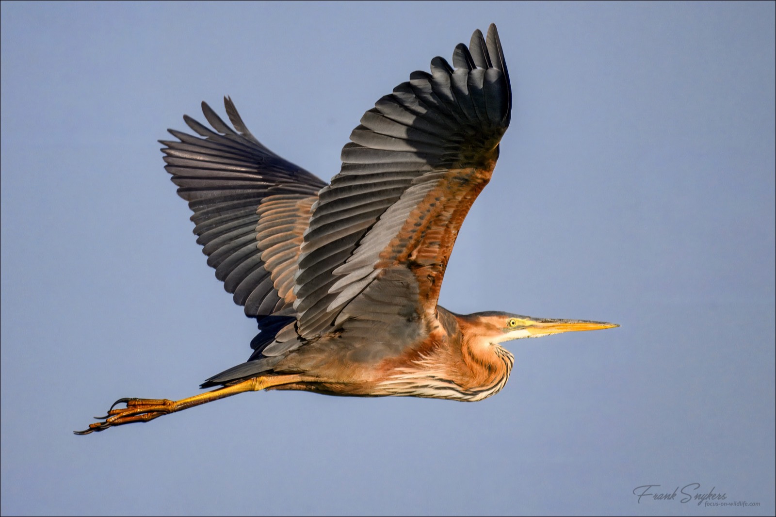 Purple Heron (Purperreiger) - Uitkerkse Polders (Belgium) - 30/04/25