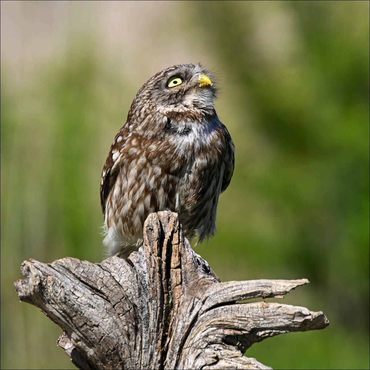 Little Owl (Steenuil) - Danube Delta (Romania) - 07/05/23