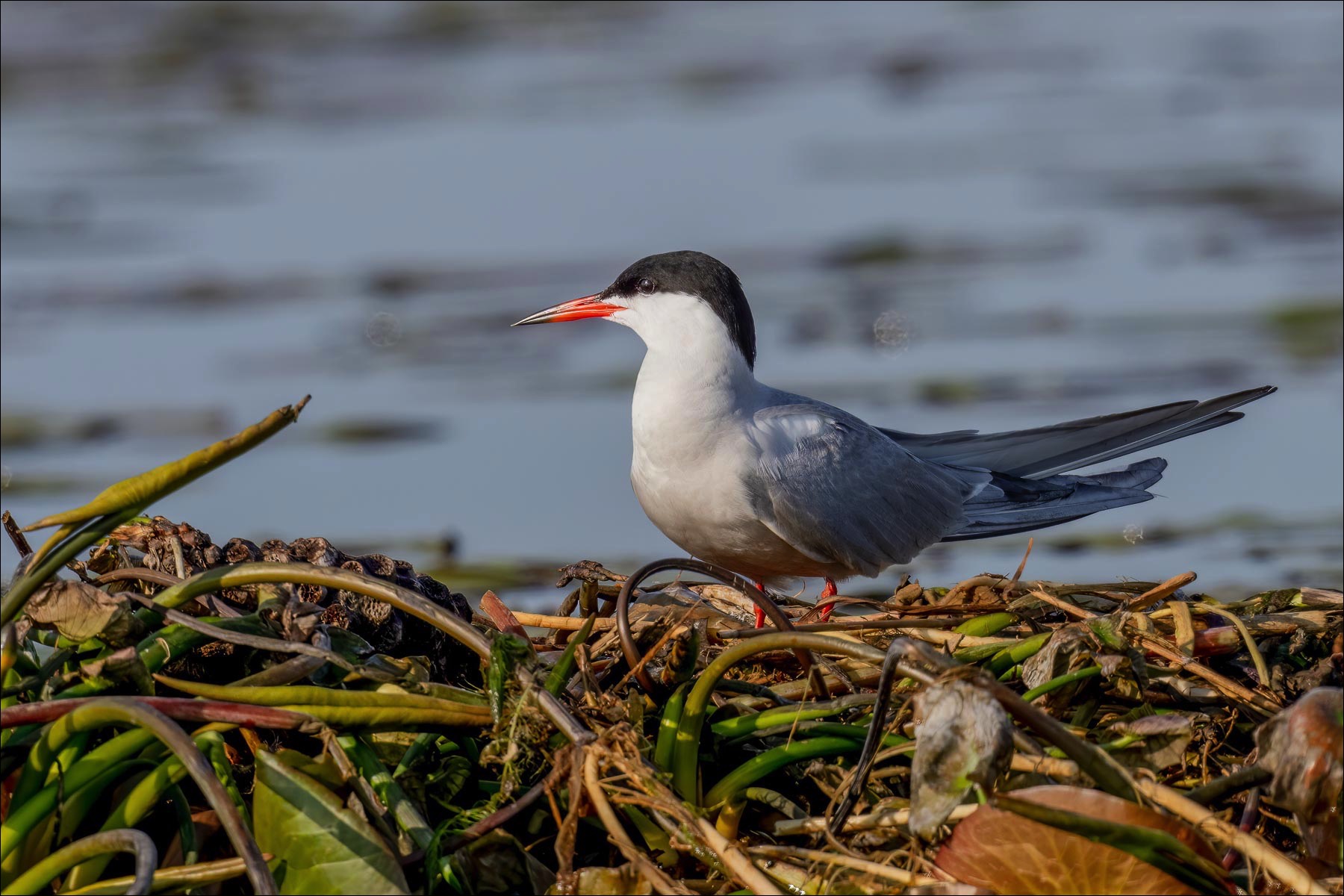 Common Tern (Visdiefje) - Danube Delta (Romania) - 10/05/23