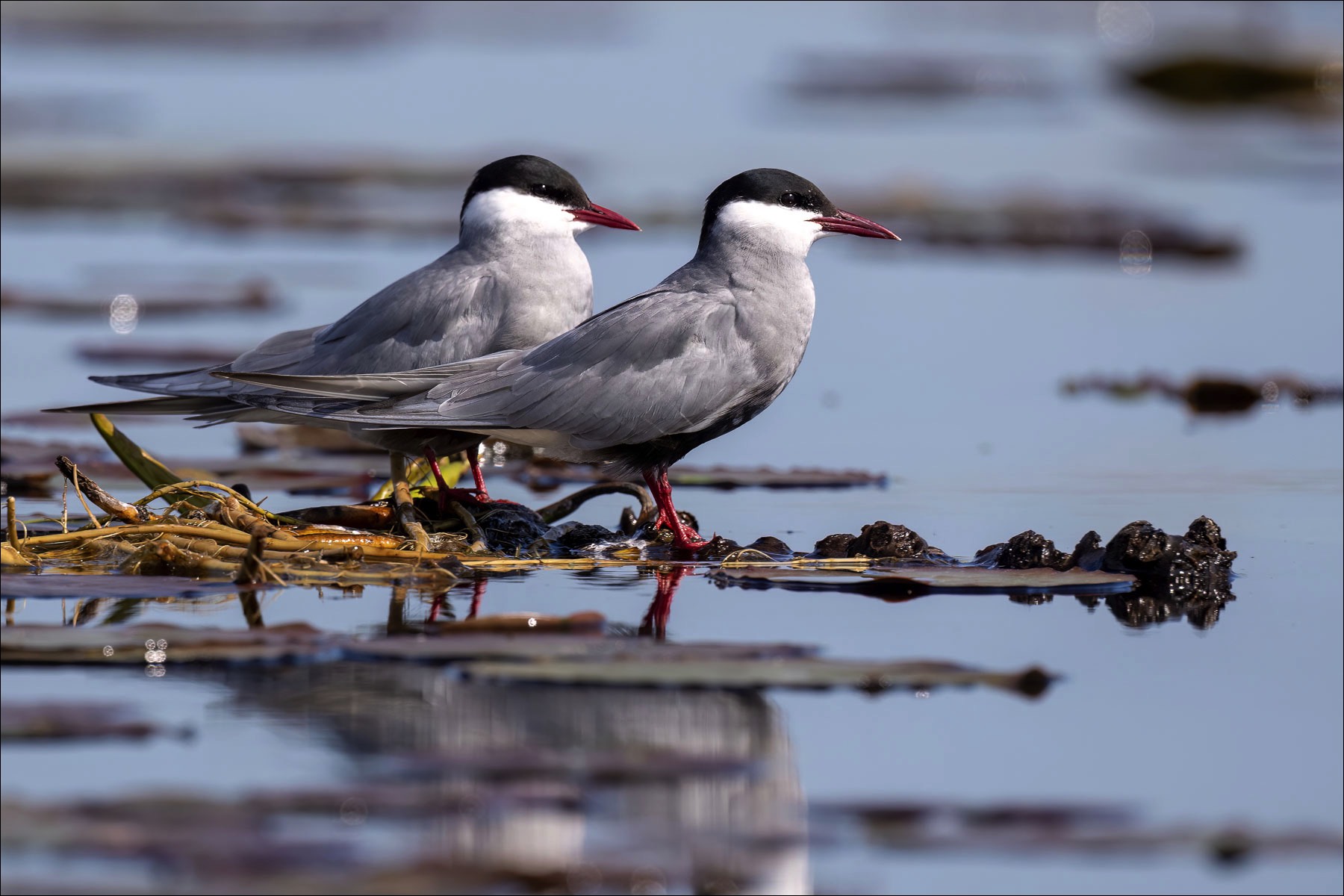 Whiskered Tern (Witwangstaern) - Danube Delta (Romania) - 10/05/23