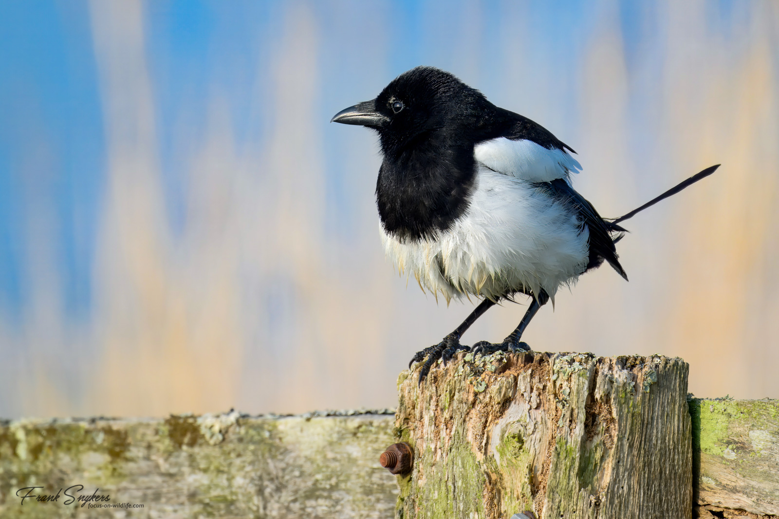 Eurasian Magpie (Ekster) - Uitkerkse Polders (Belgium) - 26/04/25