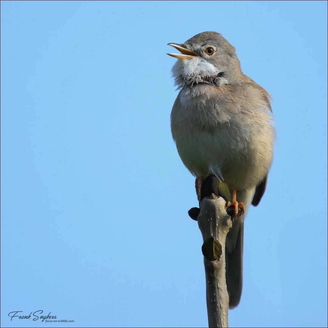 Common Whitethroat (Grasmus) - Uitkerkse Polders (Belgium) - 26/04/25