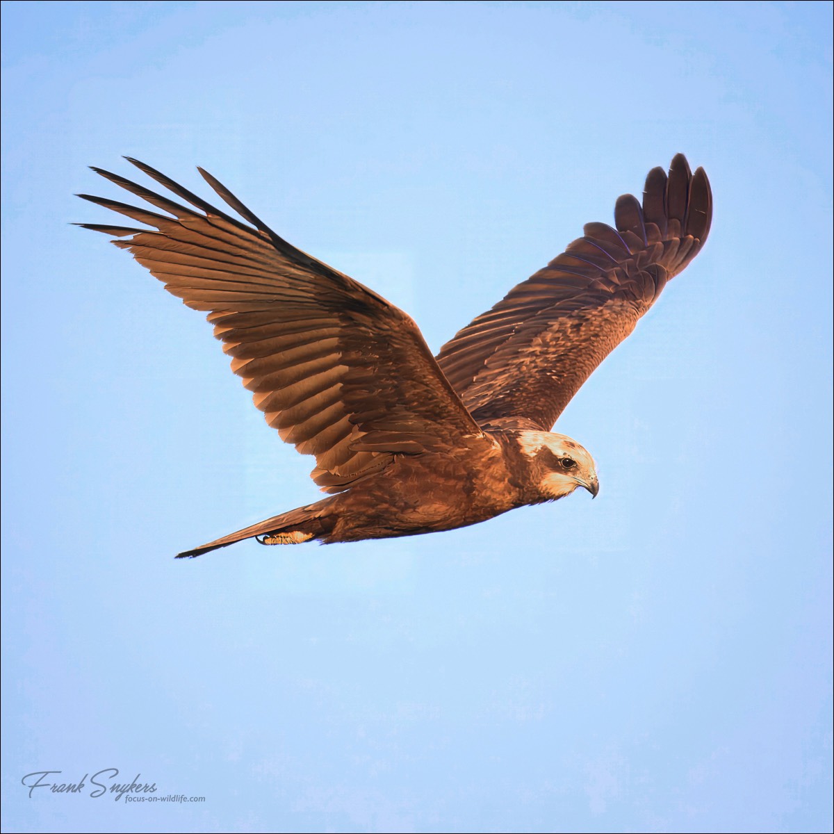 Western Marsh Harrier (Bruine Kiekendief) - Uitkerkse Polders (Belgium) - 13/05/25