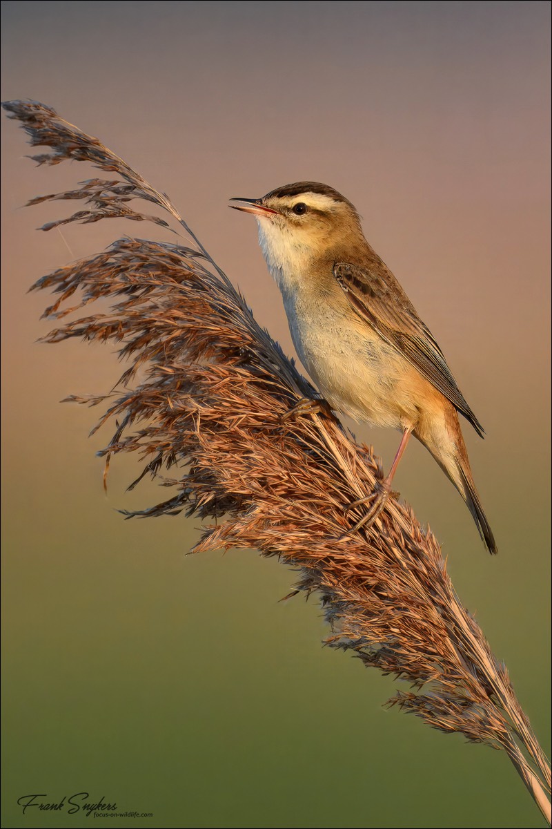 Sedge Warbler (Rietzaanger) - Uitkerkse Polders (Belgium) - 29/04/25