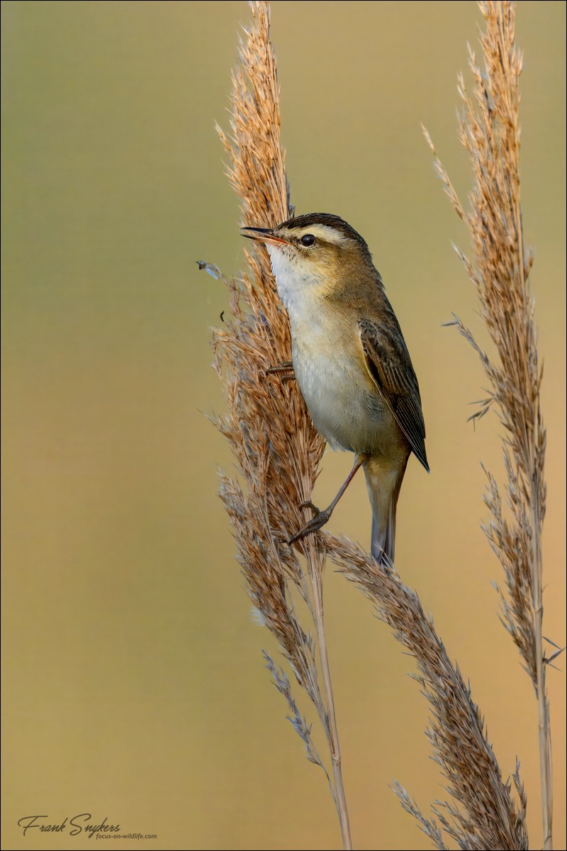 Sedge Warbler (Rietzanger) - Uitkerkse Polders (Belgium) - 01/05/25