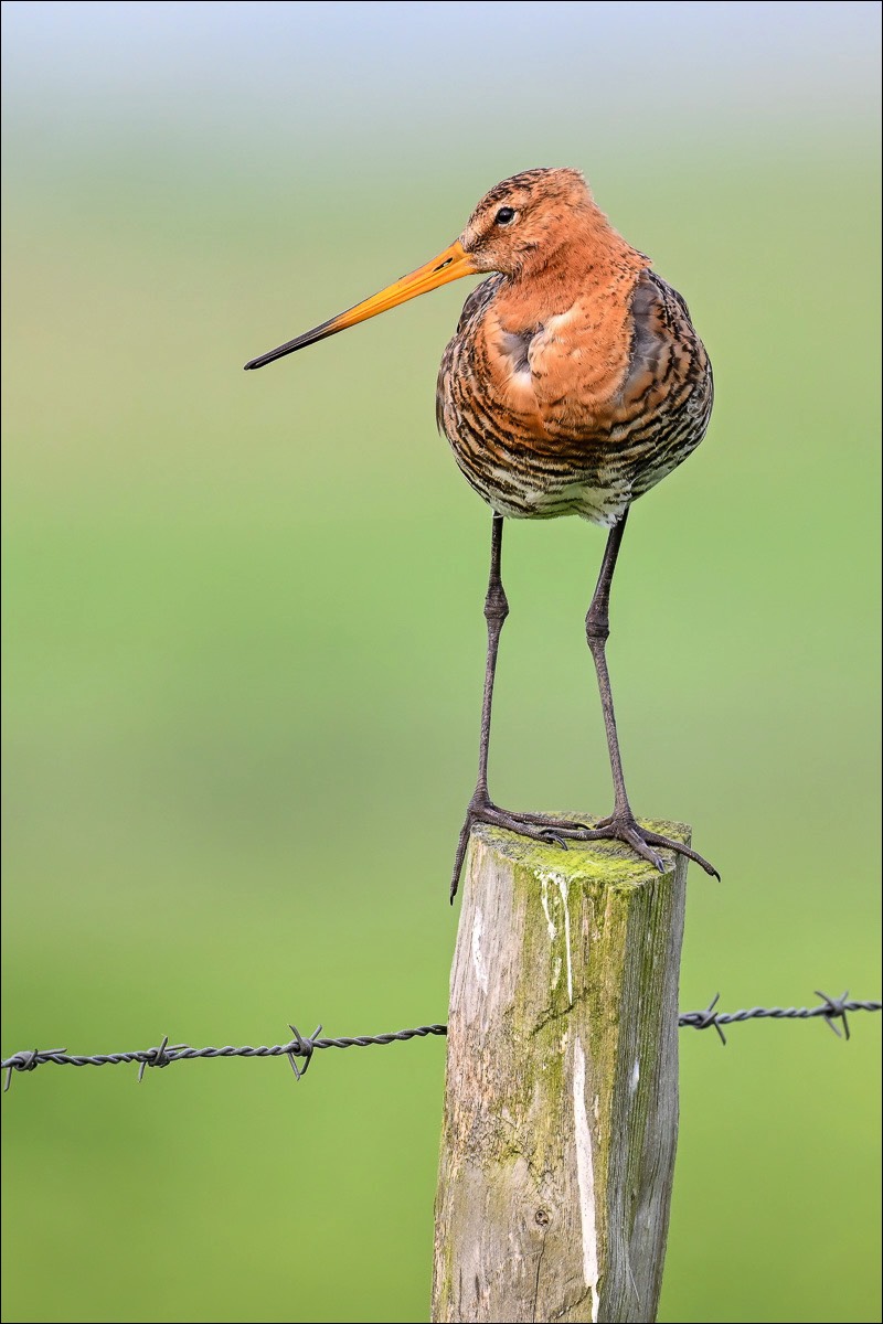 Black-tailed Godwit (Grutto) - Uitkerkse Polders (Belgium) - 21/05/23