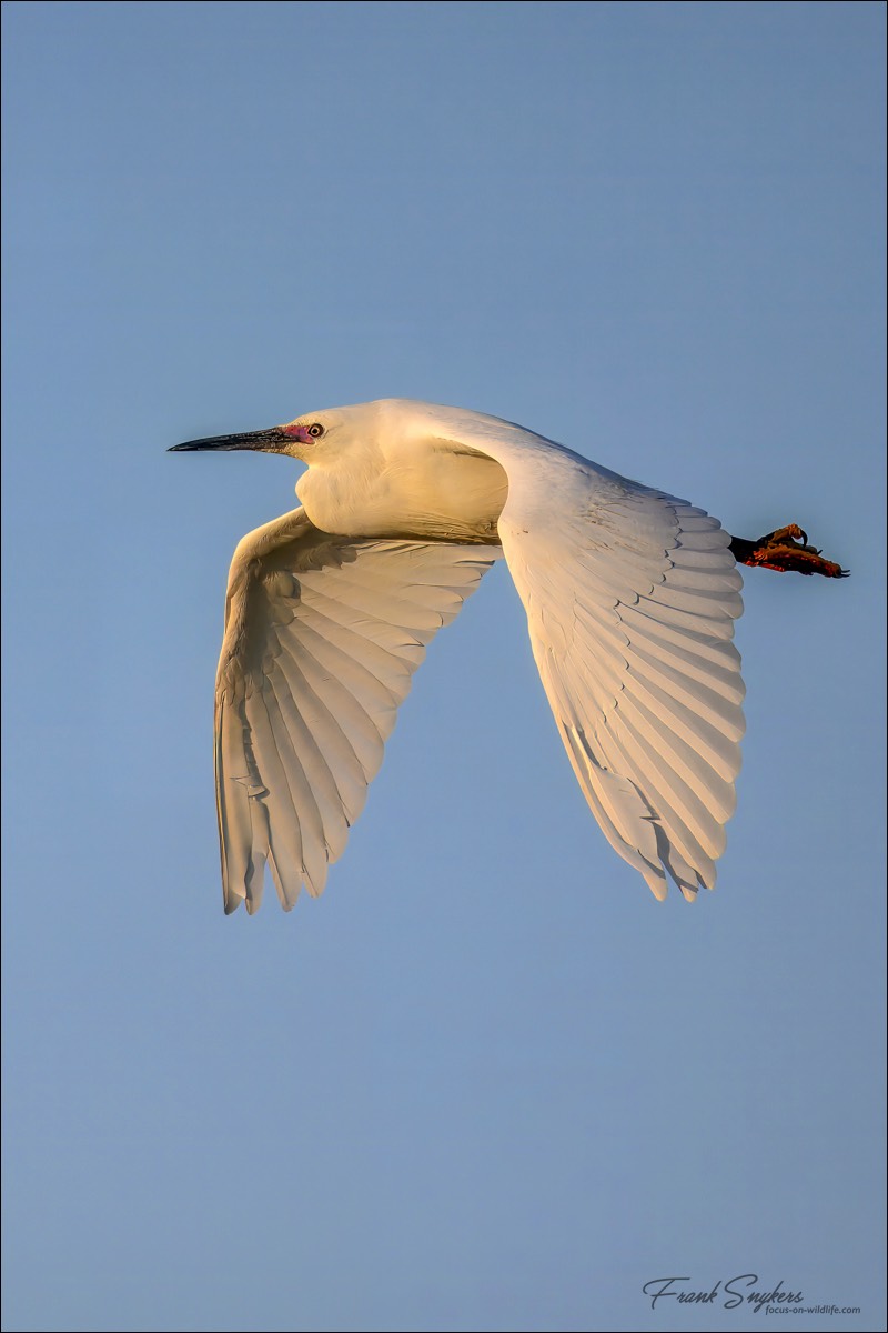 Little Egret (Kleine Zilverreiger) - Uitkerkse Polders (Belgium) - 02/05/25