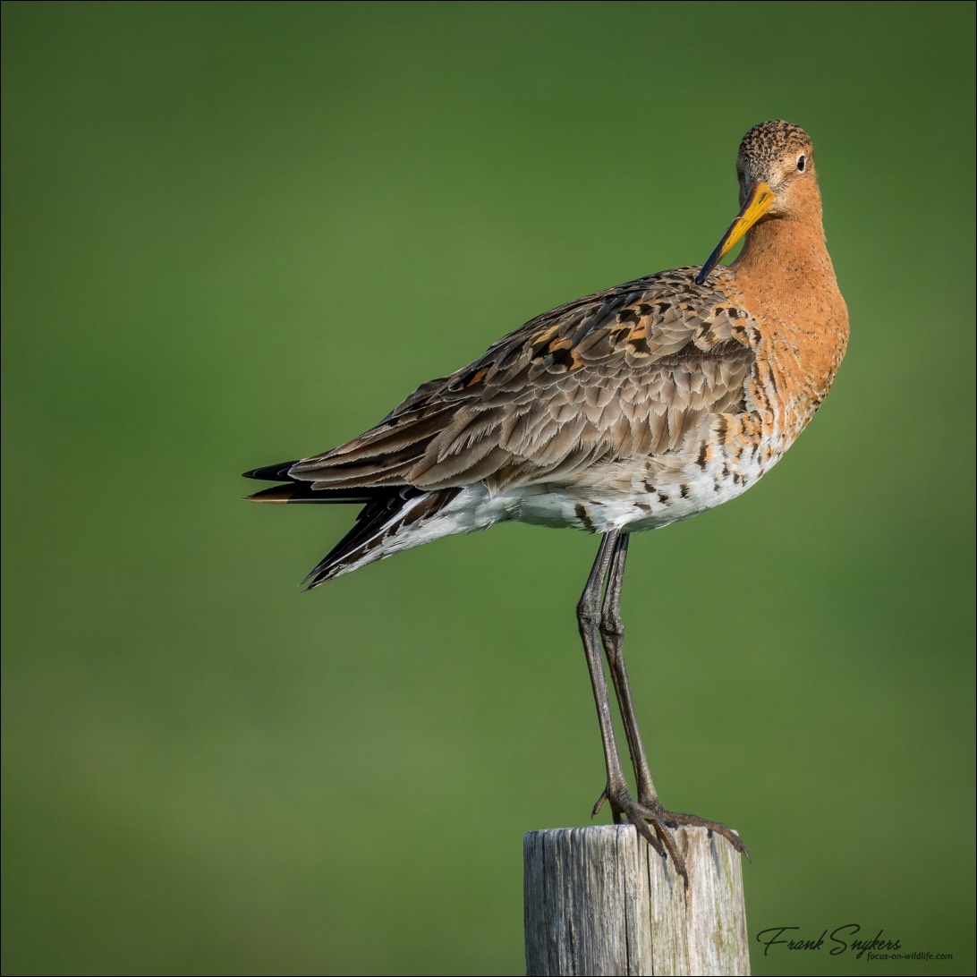 Black-tailed Godwit (Grutto) - Uitkerkse Polders (Belgium) - 26/04/25