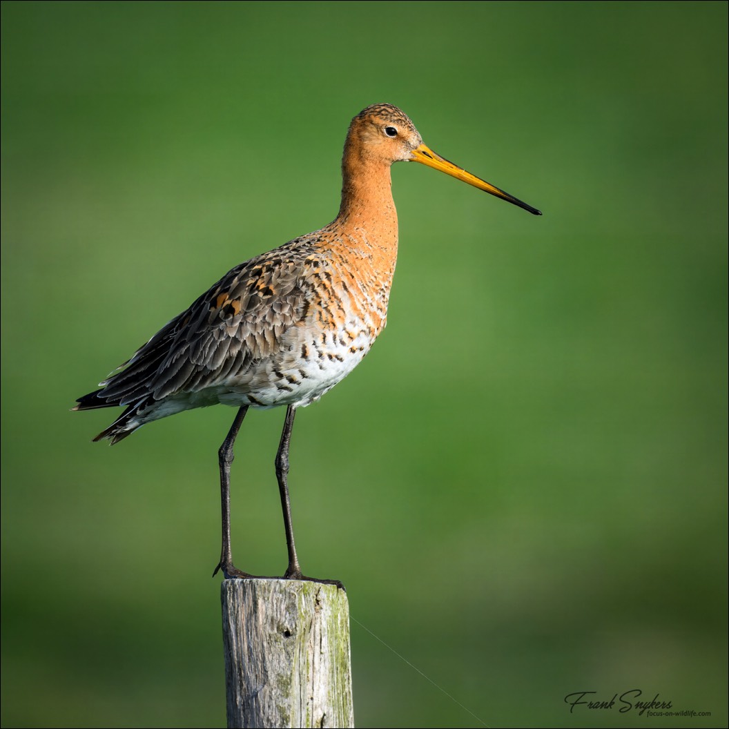 Black-tailed Godwit (Grutto) - Uitkerkse Polders (Belgium) - 26/04/25
