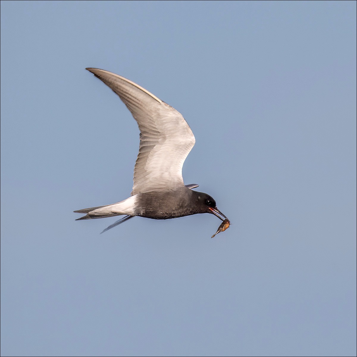 Black Tern (Zwarte Stern) - Danube Delta (Romania) - 10/05/23