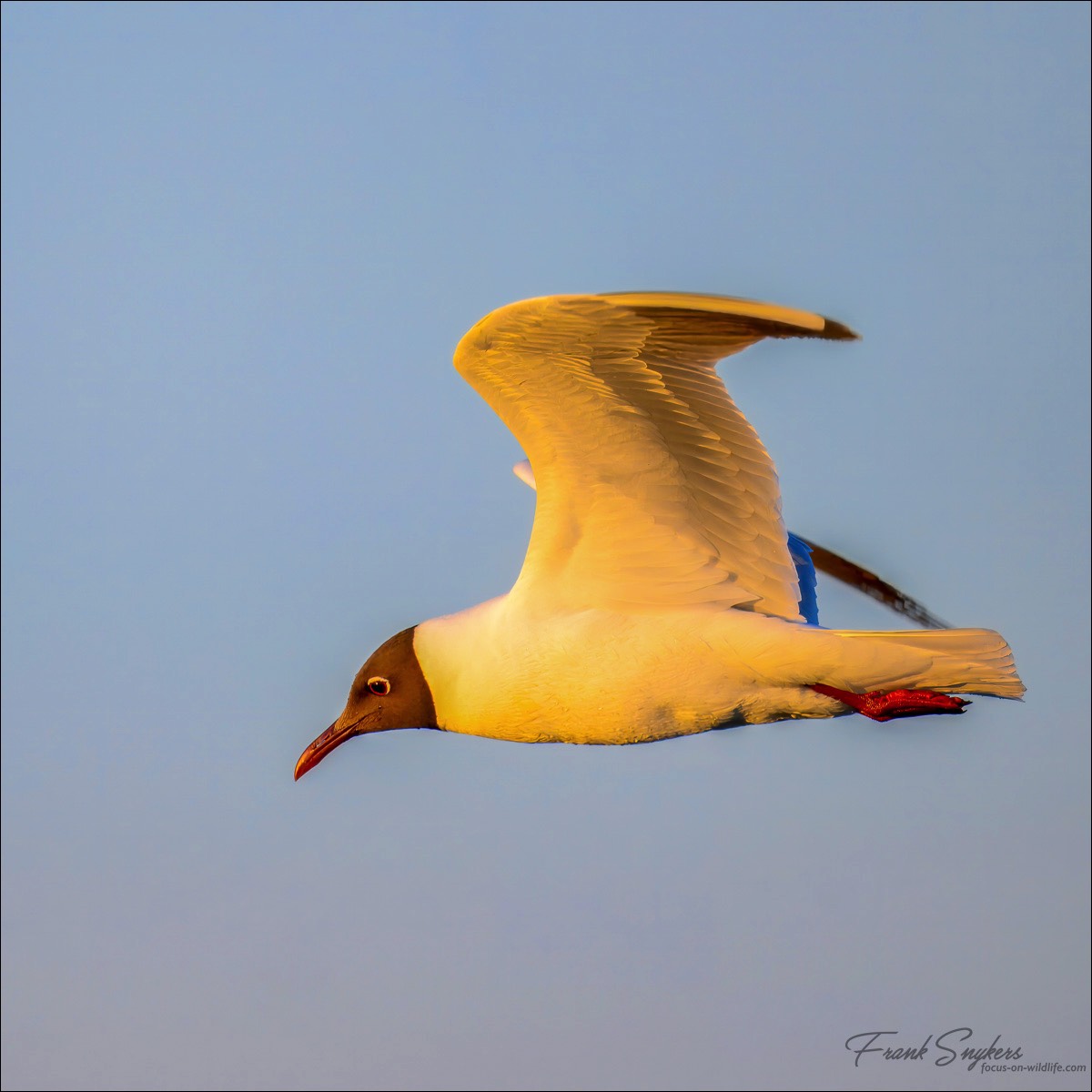Black-headed Gull (Kokmeeuw) - Uitkerkse Polders (Belgium) - 13/05/25